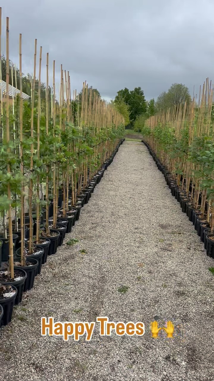 Some of our 2025 tree liners all ready 🪴
.
.
.
#floraefarms #shrubandtreenursery #nurseryplants #treenursey #nursery #localtreenursery #wholesaletreenursery #happytrees