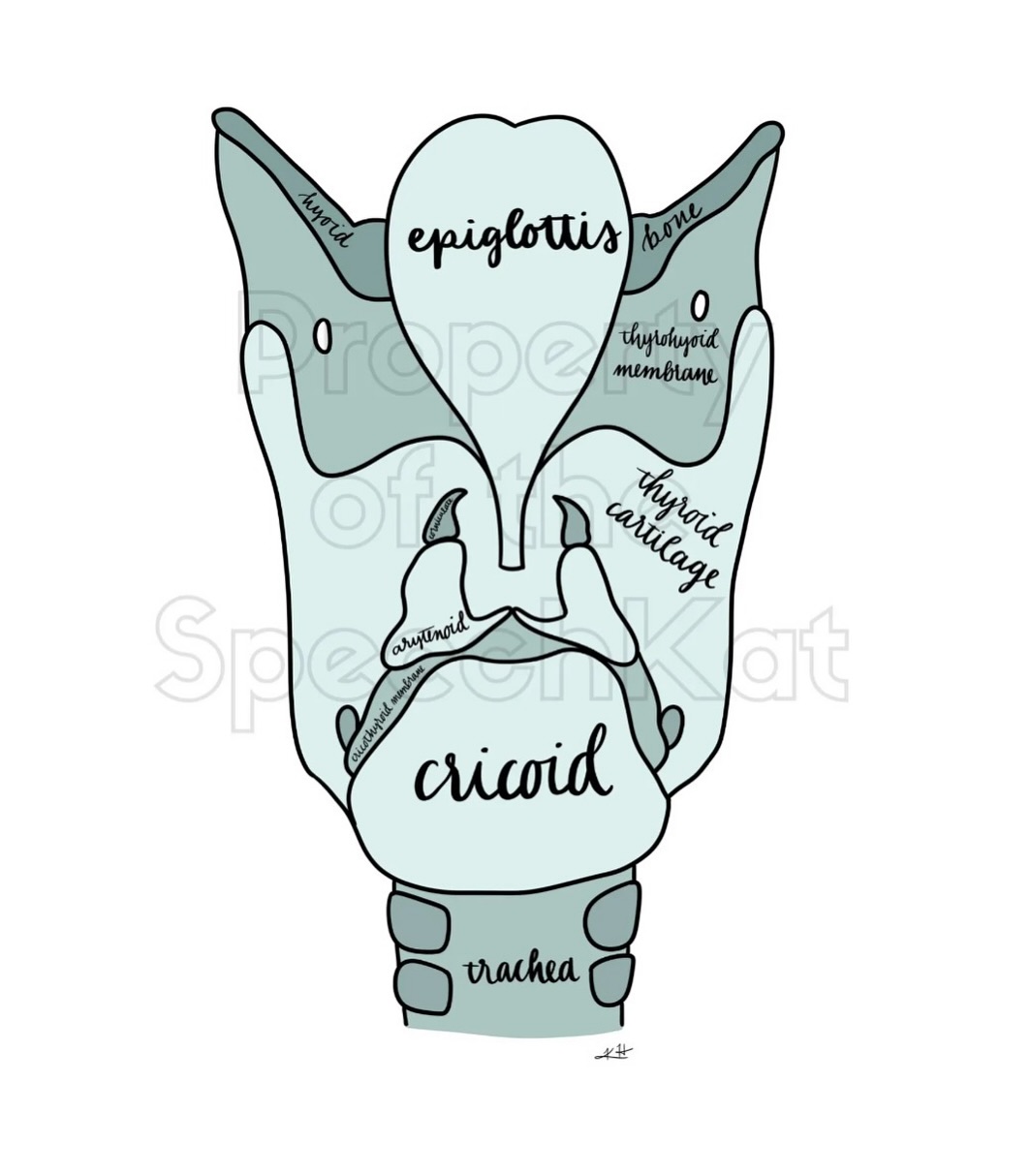 GUYS! I made some cute posters available for digital download on Etsy! I actually have these hanging in my room and love the light pastels because they can really go with anything
⭐️ Running a 20% off sale for Memorial Day 🔗https://www.etsy.com/listing/1850461668/slp-anatomy-posters-trio