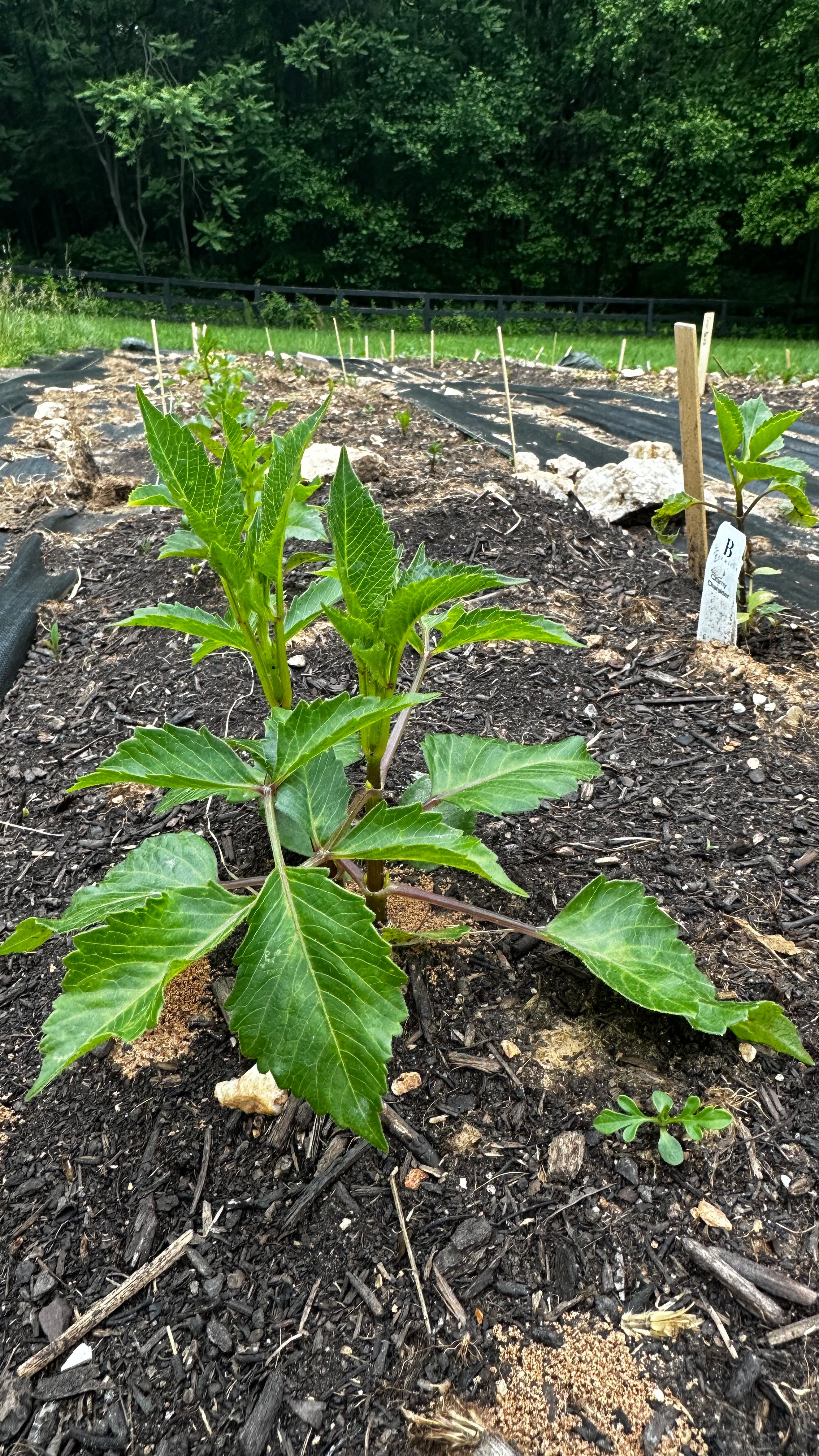 Dahlia update!