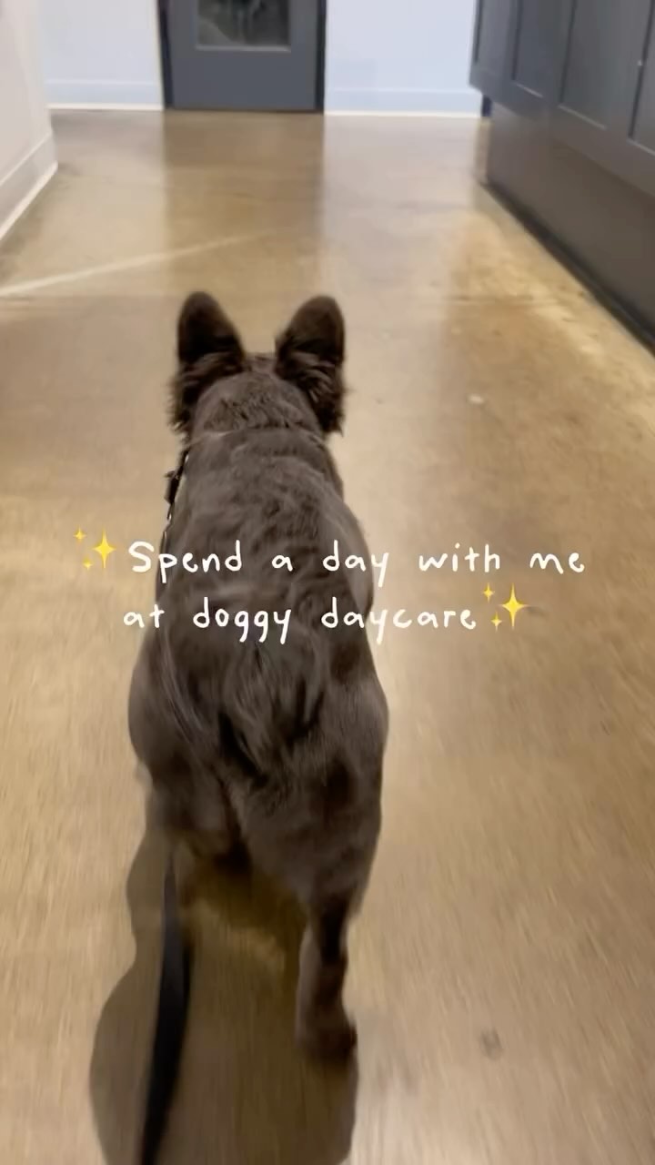 POV: You’re Dolly.
You arrive at Bark Collective. You play. You snuggle. You eat. You play again.
It’s giving… dream day.
Our pups don’t just come to daycare- they get structured play, affection, social skills, and real enrichment. Just ask Dolly 🐾
#DogDaycareVibes #BalancedPack #BarkCollectiveOC #CostaMesaDogs #DogPOV #DogLife #DogCuddles #OCdogs #DogsofInstagram #StructuredDaycare #EnrichmentForDogs #HappyDogHappyLife #DoodleLife #DogMomLife #PuppyPlaytime #DogReels