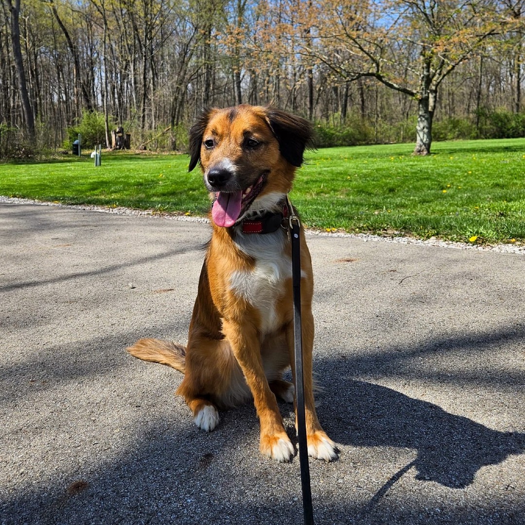 Private lessons are perfect for dogs who know the basics but still have that one thing—jumping on guests, pulling on walks, barking at the mailman... sound familiar?
We come to you and focus on practical, real-life training that fits into your daily routine. Let’s tackle that habit together—book your lesson now.
#PrivateLessons #DogTrainingThatWorks #ColumbusOhio #ColumbusDog #ColumbusDogTrainer