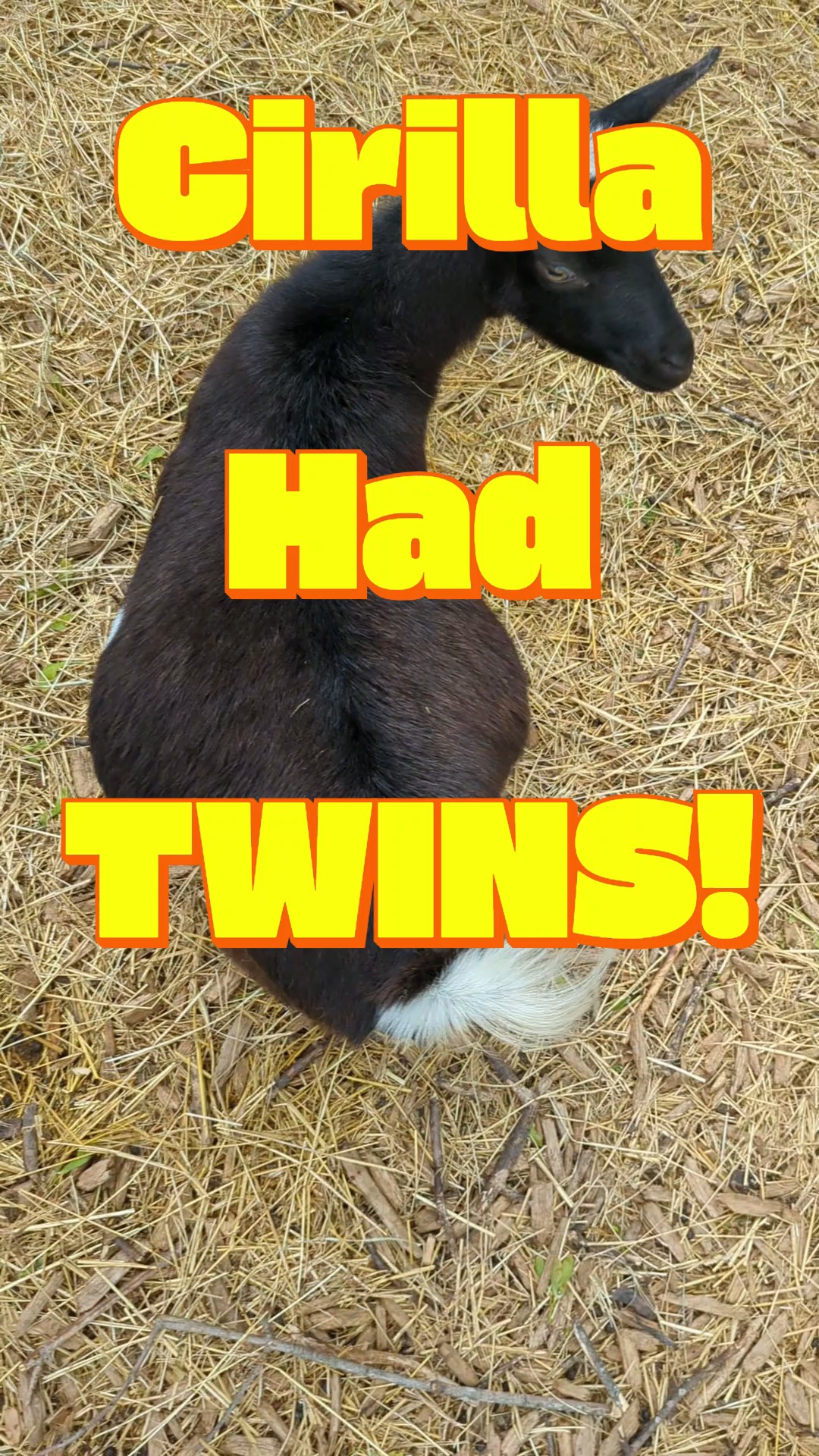 It's so nice to have kids born in warmer weather! Easy peasy kidding for Cirilla's first time and these kids are adorable!
#nigeriandwarf #babyanimals #babygoats #cute #babyfarmanimals #newsoul #farmlife #newbabies #goat