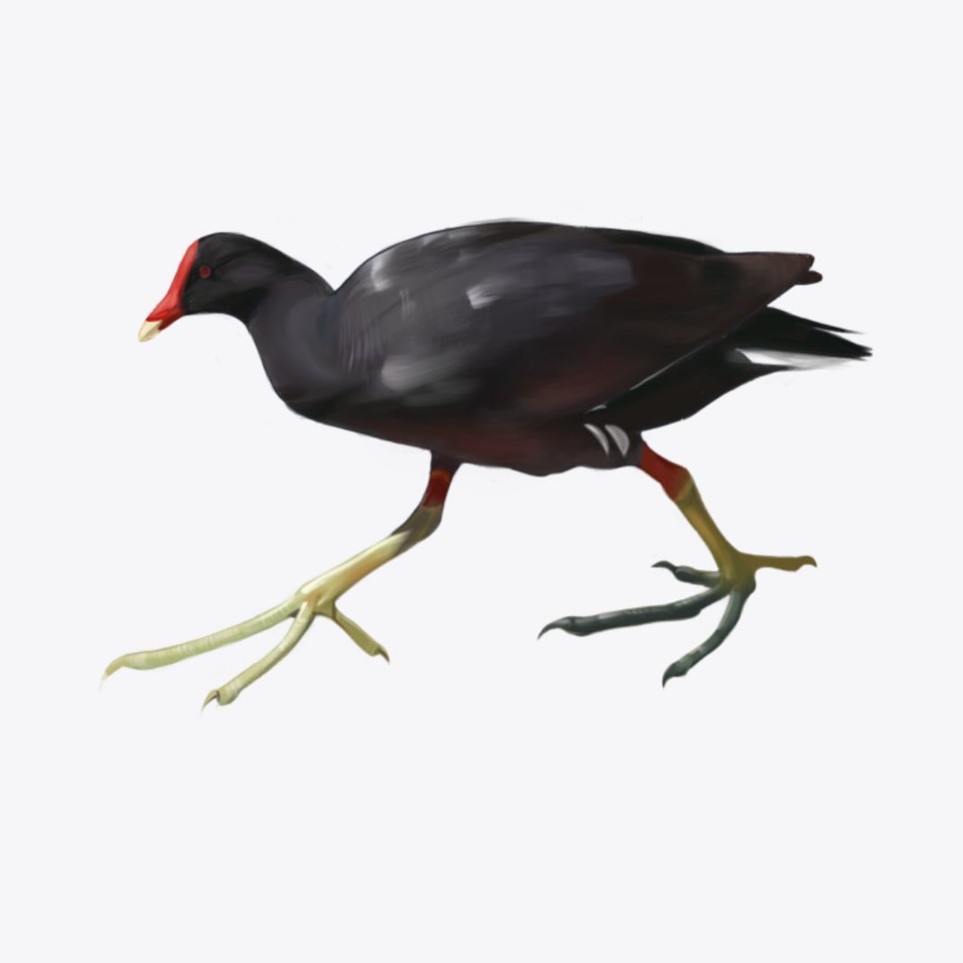 Hawaiian Moorhen
‘Alae ‘ula
Himantopus mexicanus knudseni
• Endangered since 1967
• Population of about 450
• Lifespan is unknown but estimated about 10 years • Threatened by habitat loss, avian diseases, pollution, climate change and non-native predators (dogs, cats, rats, small Indian mongoose, cattle egrets, barn owls, and American bullfrogs)
• Lives in lowland wetlands and river valleys on Oahu and Kauai
• Consumes water plants and seeds, grasses, algae, insects and mollusks