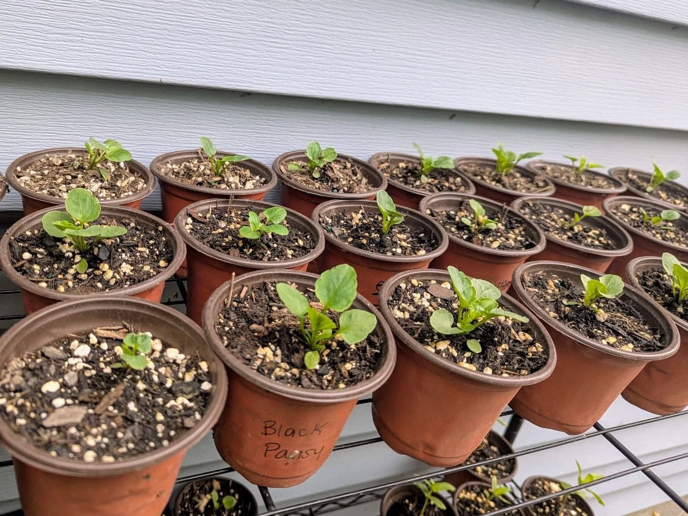 Impatiently waiting for one of my favorites to be ready for new homes - black pansies! π€ And some great stickers that a sweet customer left on the plant stand yesterday πͺ±
Plant stand is out until 7pm today! 1438 Newman Ave Lakewood
#druidgreenhouse #gardenersofcleveland #smallbusiness #smallbusinesslakewood #plantsale