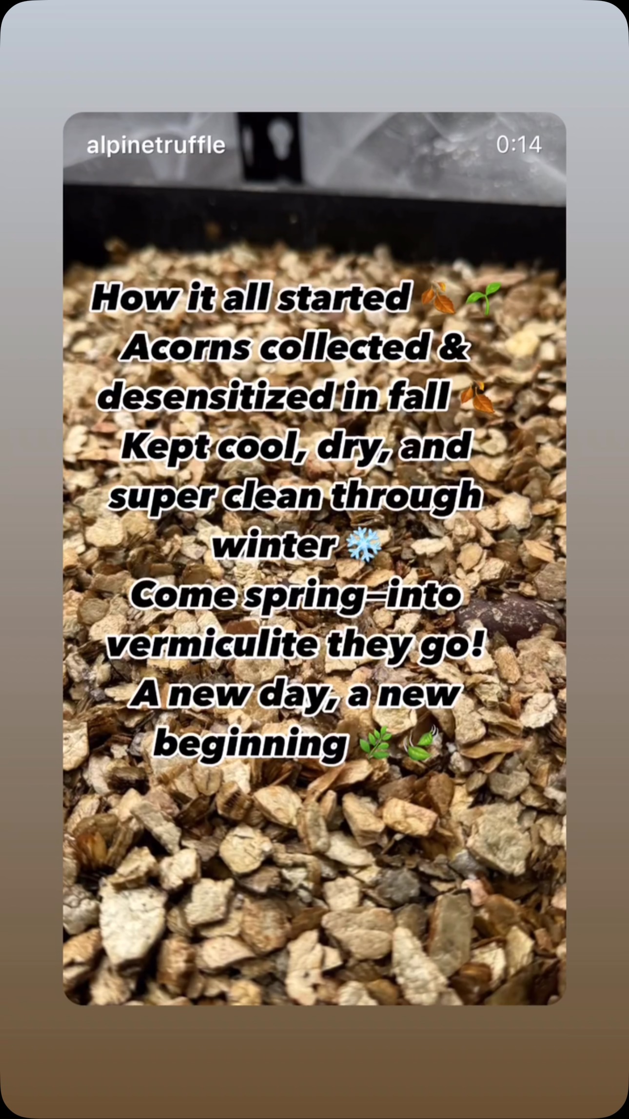 How We Grow Truffle Trees
A behind-the-scenes look at each step of our process — from seeds to Truffles, from soil to symbiosis, — from symbiosis to Truffles💫💫 🐕