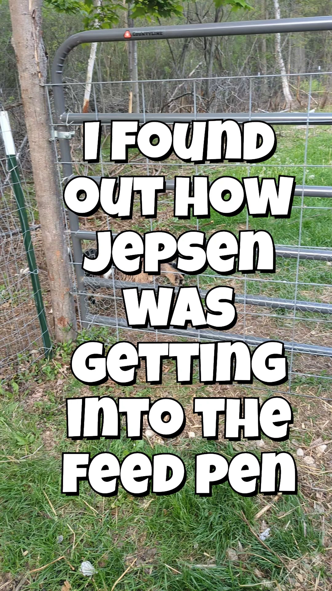 For 3 years we've been using this gate with the cattle panel and chicken wire on it... and Jepsen is the first to get through it. What a stinker!
#escapeartist #nigeriandwarf #babygoats #cute #funnyanimals #goat #farmlife
