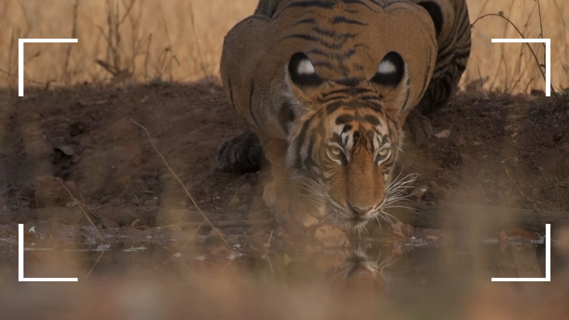Ranthambhore National Park, where we encountered the majestic Bengal tiger! Witnessing this magnificent creature in its natural habitat was nothing short of breathtaking.
Ranthambhore is truly a perfect wildlife destination, especially for those who are venturing to India for the first time. It offers an unparalleled opportunity to connect with nature and witness the rich biodiversity of our planet. Moreover, it pairs beautifully with the renowned Golden Triangle, making it an ideal addition to any travel itinerary.
Imagine offering your clients this thrilling experience—seeing a Bengal tiger in the wild could be the highlight of their trip! I would love to discuss how we can work together to create unforgettable adventures for your clients.
#Ranthambhore #Wildlife #India #Safari #NatureLovers #TigerSightings #Wilderness #EcoTourism #WildlifePhotography #AdventureAwaits #ExploreIndia #WildlifeConservation #IncredibleIndia #NaturePhotography #Biodiversity #NationalPark #OutdoorAdventure #InstaTravel