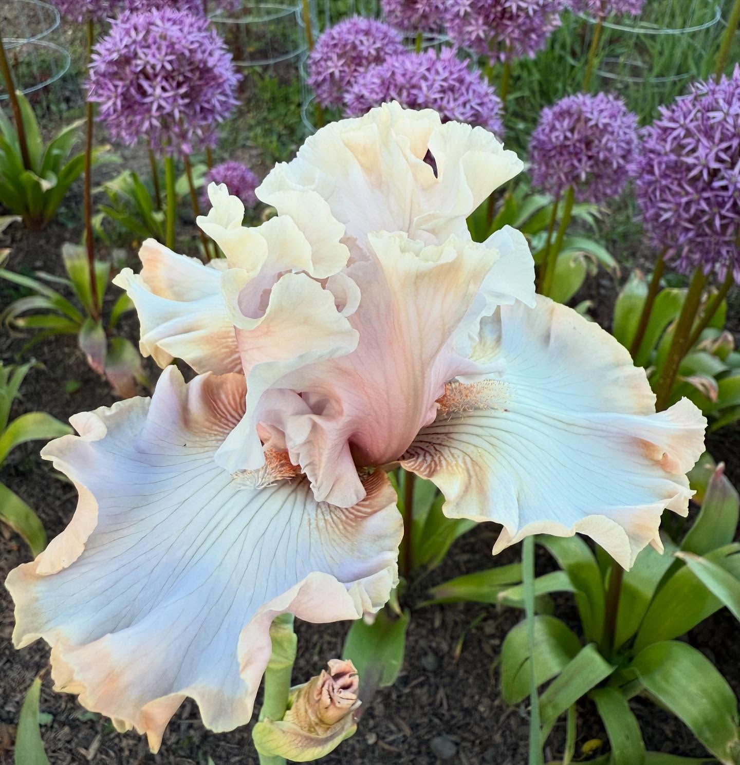 Wedding Planner from @midamericagarden is an absolute stunner. Grateful for the rhizomes I received last year, I now have a new favorite, sorry Allah and Padded Shoulders.
#iris #grownnotflown #cutflowerfarm #406 #montana