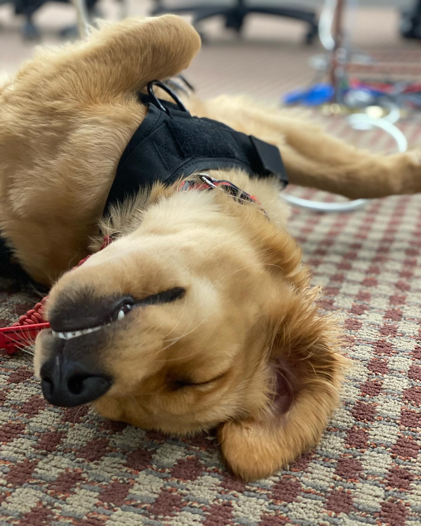 Ember is having a ruff day 🥰 🐾🐾 🚒
