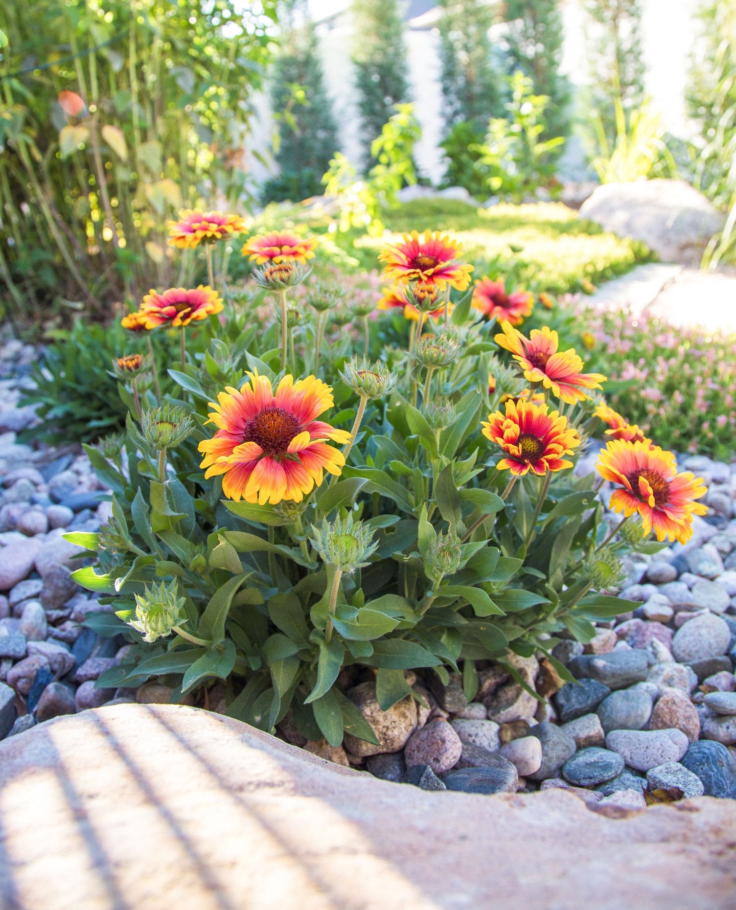 Hiring a landscaping company with expertise in planting design and installation means more than just a beautiful yard; it ensures your outdoor space is sustainable, functional, and built to last. 🌿✨ Trust the pros to bring your landscape vision to life!
👉 Ready to transform your outdoor space? Contact us today to get started!
#fortcollins #lovelandcolorado #backyardoasis #coloradobackyard #backyardinspo #backyardpool #landscapedesign #backyarddesign #landscape #landscaping #landscapeservices #landscapedesigners #outdoordesign #homeinspo #landscapearchitect
#outdoorlife #landscapingcompany #curbappeal #hometips
#outdoorfurniture #gardendesign #patio #landscapearchitecture #outdoorliving #exteriordesign #coloradorealestate #frontyard #exterior #gardeninspiration #hardscapedesign