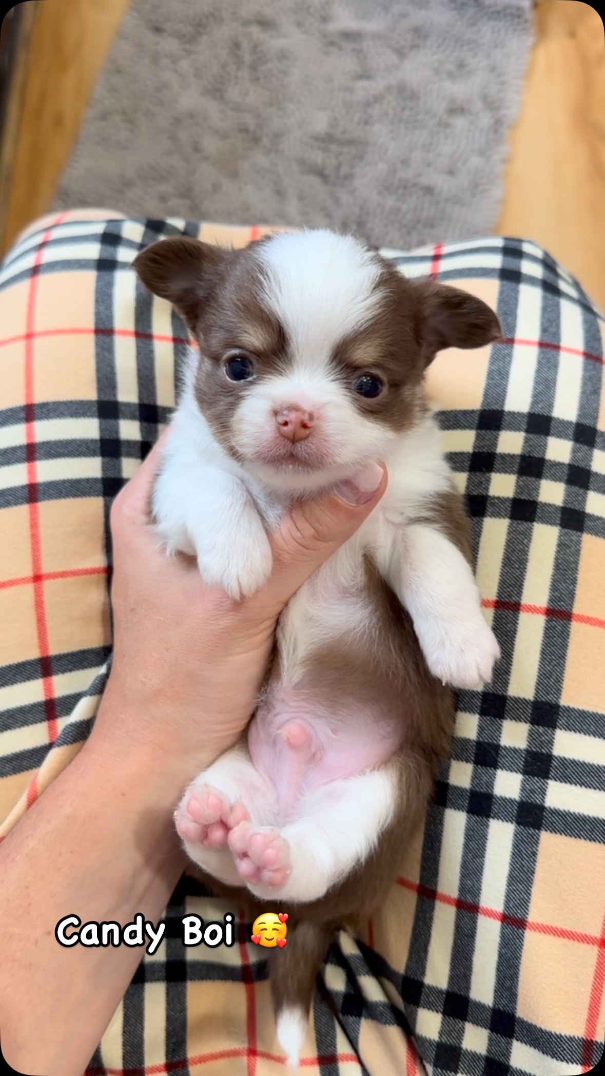Rosco Cutie 🩷 #chihuahua #fyp #cute #puppy #trending #fuzzy #chihuhauasofinstagram #love