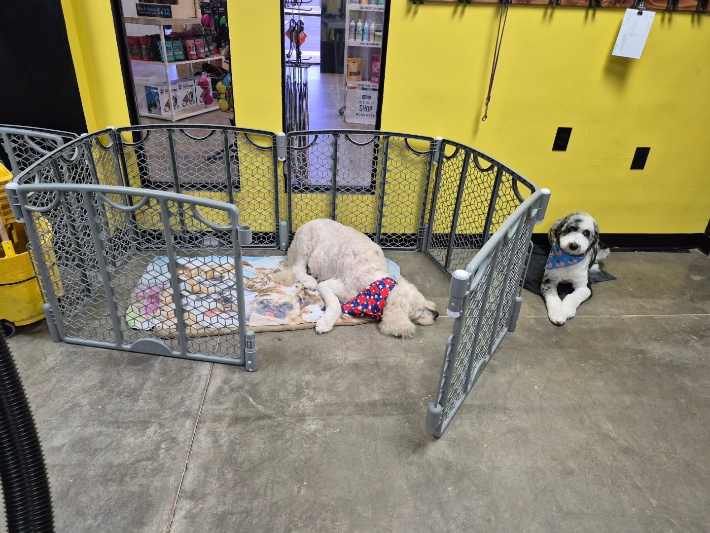 Sweet Maverick taking a nap while Booker stares into my soul 😳 😅