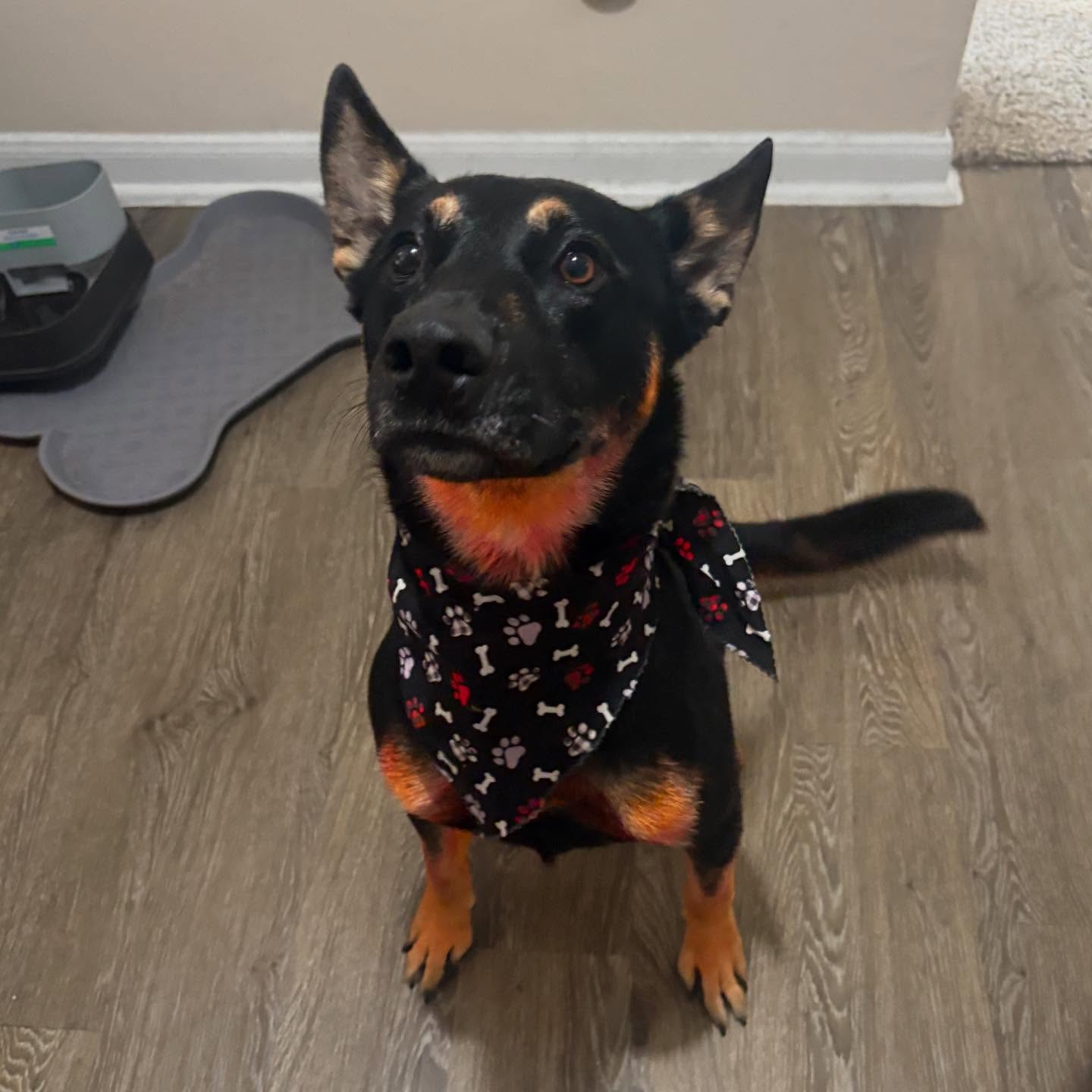 Come get a shine like this! Book a blowout via email or phone today!
β’
#dog #dogsofinstagram #doggrooming #cutedog #houston #dogsalon #rescuedog #dogs #doggeoomersofinstagram #fluffydog #cute #petsofig #smileypupsalon #happydog