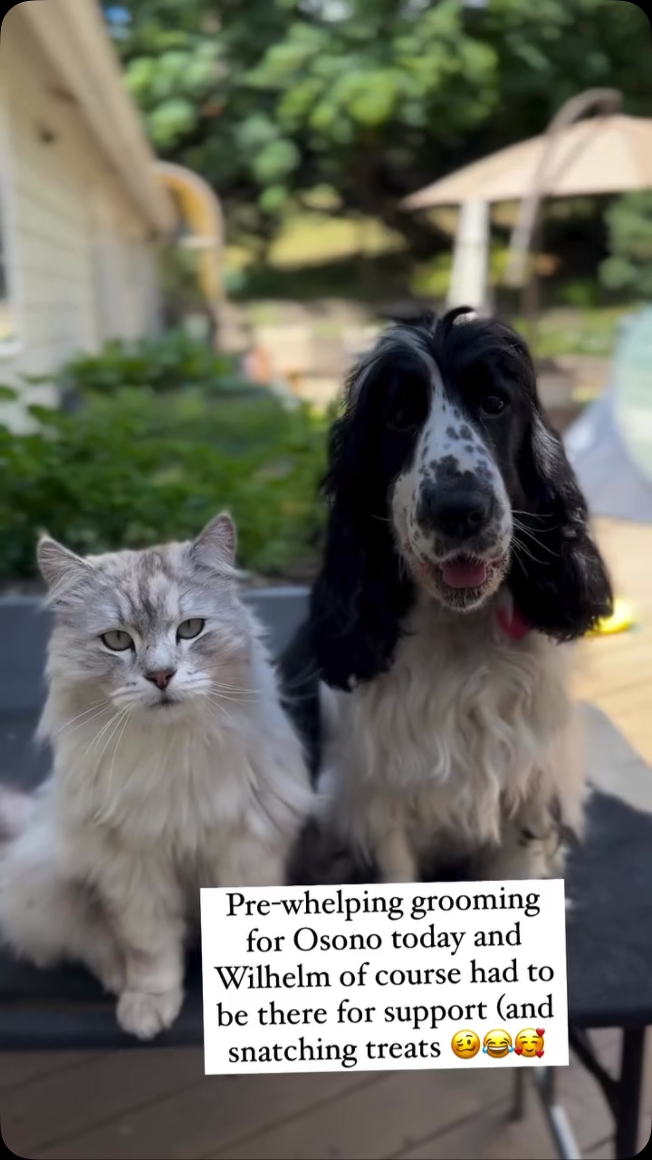 We will have puppies soon 💕 #englishcockerspaniel #siberiancat