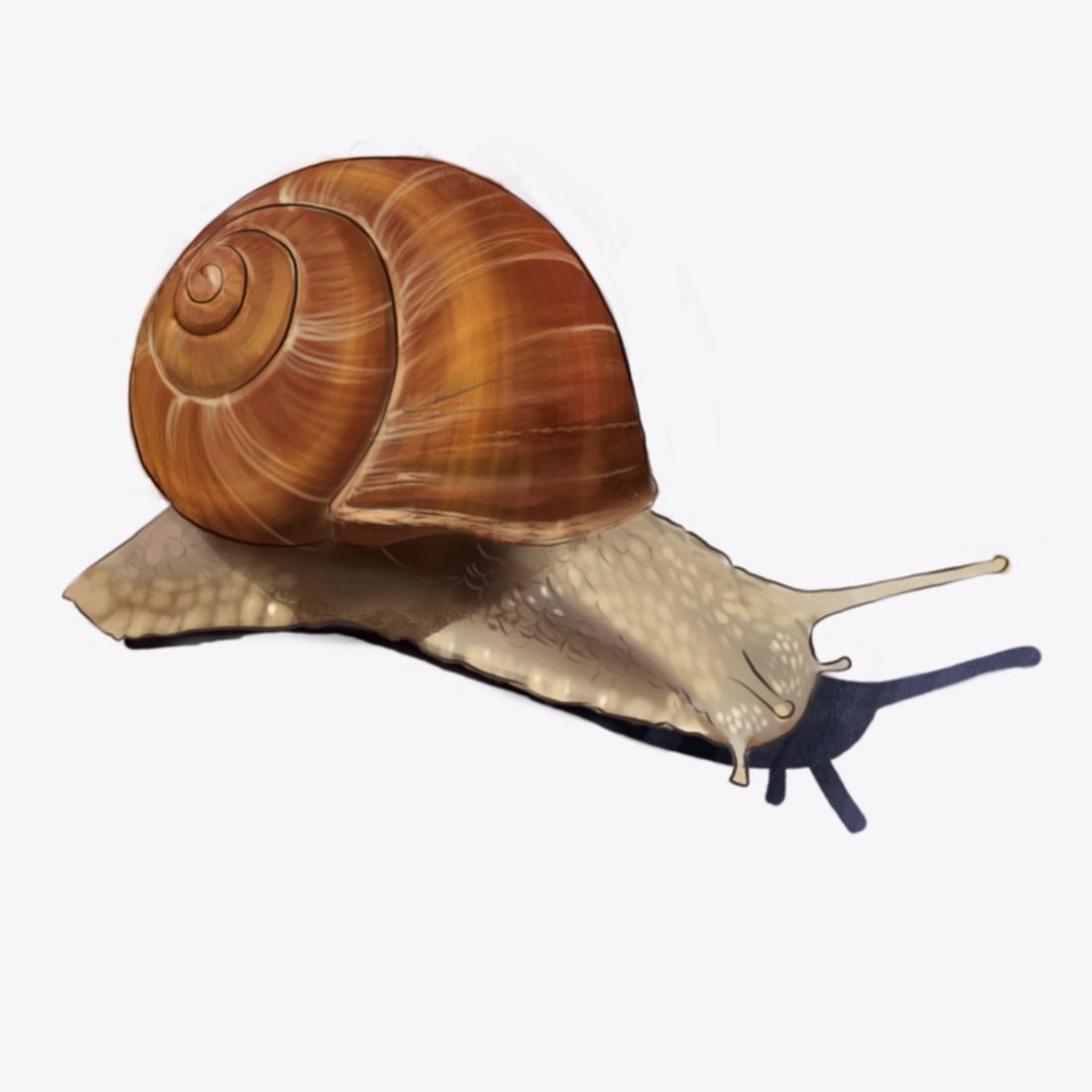 O’ahu Tree Snails
Kāhuli Achatinella
• Critically Endangered since 1981
• Less than 1,000 of A. mustelina living, population of other species unknown
• Lives about 11 years
• Threatened by habitat loss, non-native predators (wild boars, rats, rosy wolfsnails) and low reproductive rates
• Lives in native trees and bushes in Ko‘olau and Waianae on Oahu
• Consumes fungus from the leaves of native plants