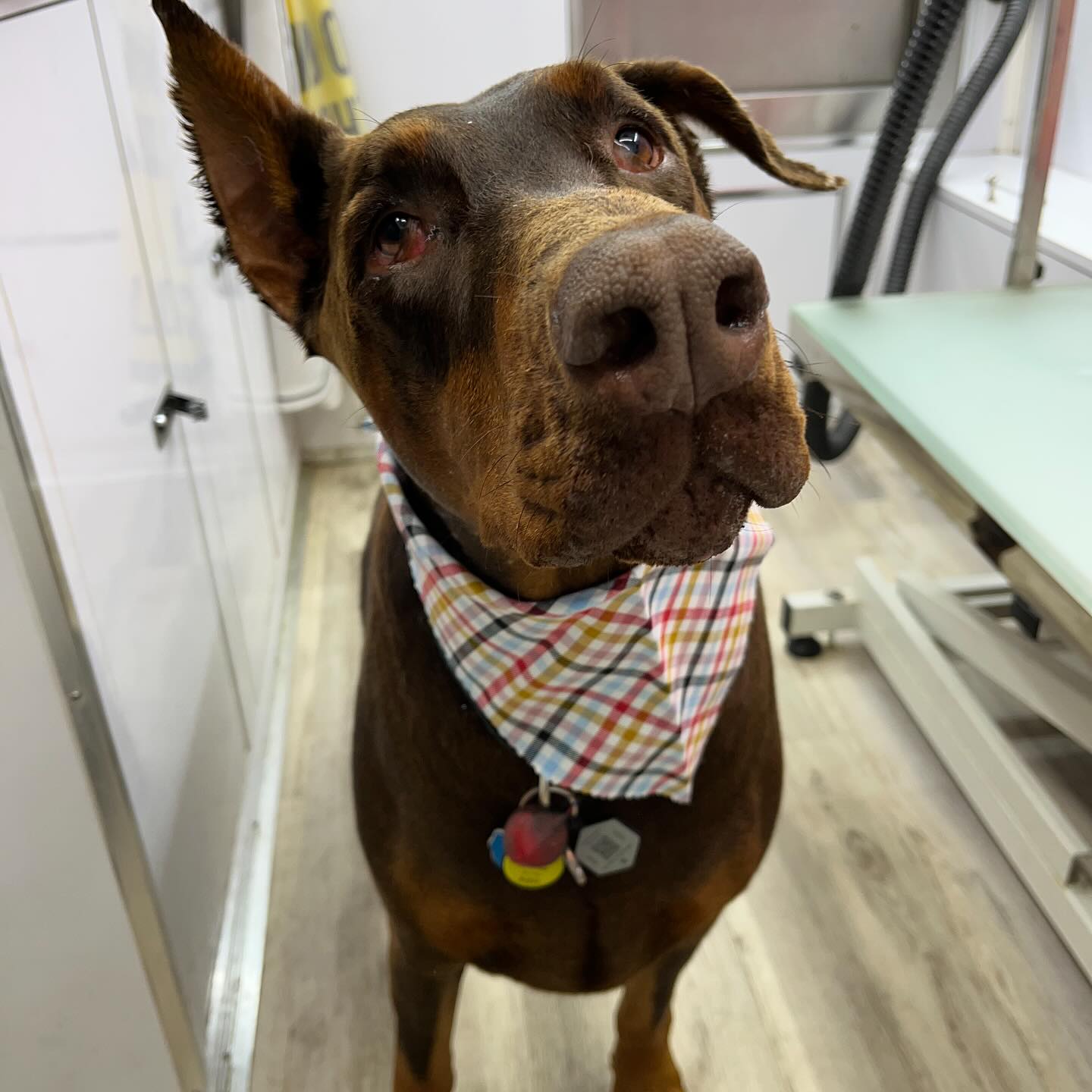 Visit our website or text us at 848-358-1515 to book your pups spa day! We are currently taking intake forms and booking now!!
#dawnofdeshed #mobilegrooming #njgroomer #trending #bathtime #fyp #dogs #dawnofdeshed #mobilegrooming #monmouthcountynj #dogsofmonmouthcountynj