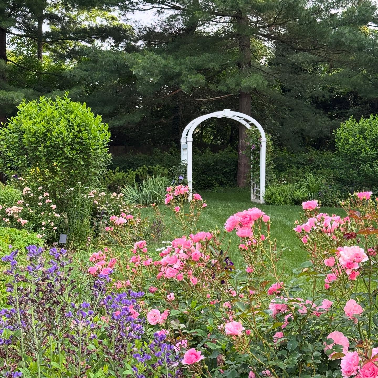 June roses.
-Cape Cottage Garden, Zone 7a, New Jersey, USA.
#Finegardening,#perennialgardens #countrygardens #gardengatemagazine #thecottagejournal #unbelievablegardens #homeandgarden #thehappygardeninglife #gardendesign #romanticgardendreams #countrygarden #gardenplanning #gardengreatorsmall #betterhomesandgardens #thegardeningspirit #gardenanswer #njgardening #bhggarden#cottagegardens #flowerlovers #gardensofinstagram