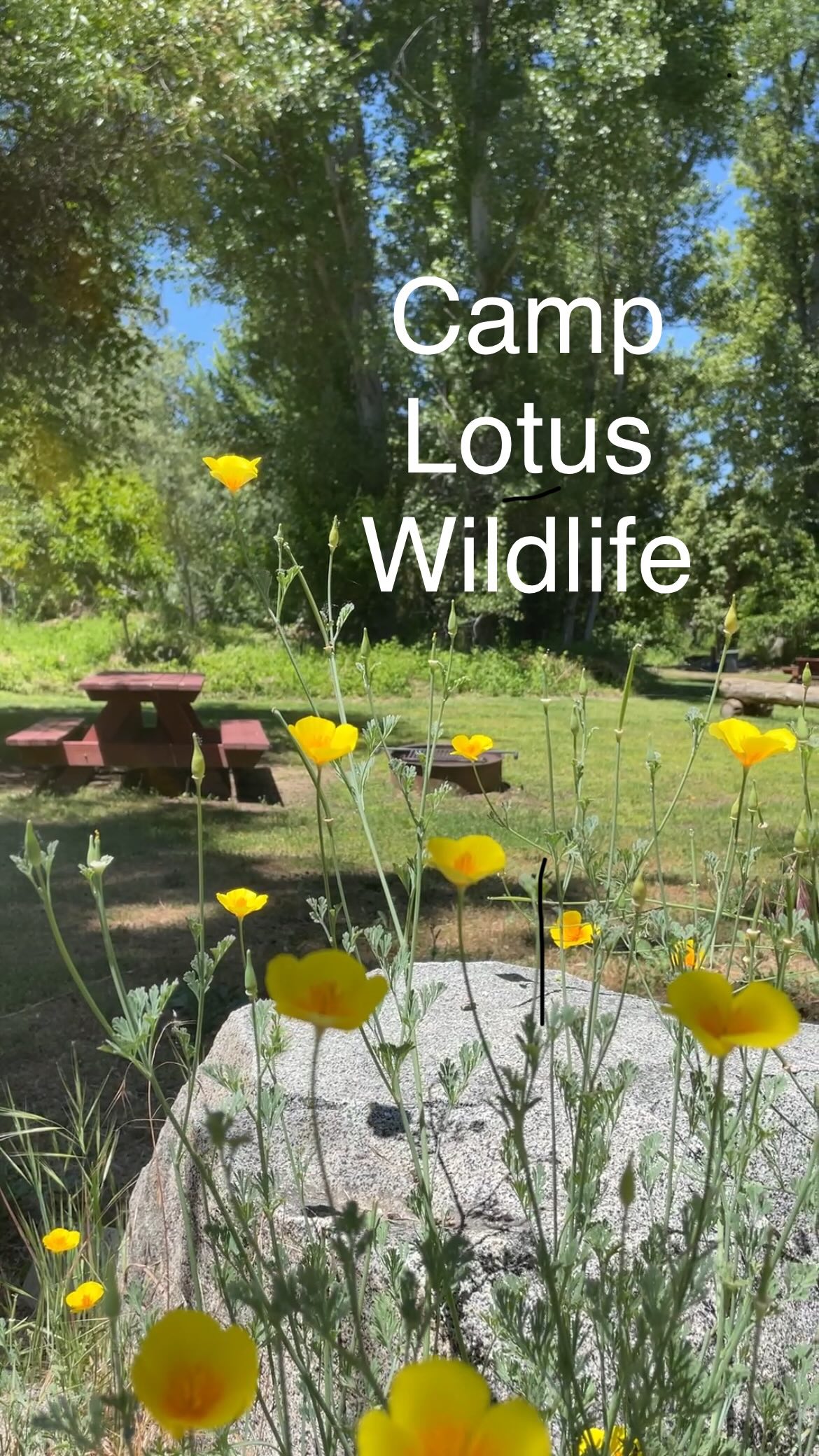 Camp Lotus wildlife πΈπ¦π¦
#southforkamerican
#rivercamping
#eldoco
#eldoradocounty
#sierrafoothills
#visitgoldcountry
#camplotus
#eldoradocountywildlife