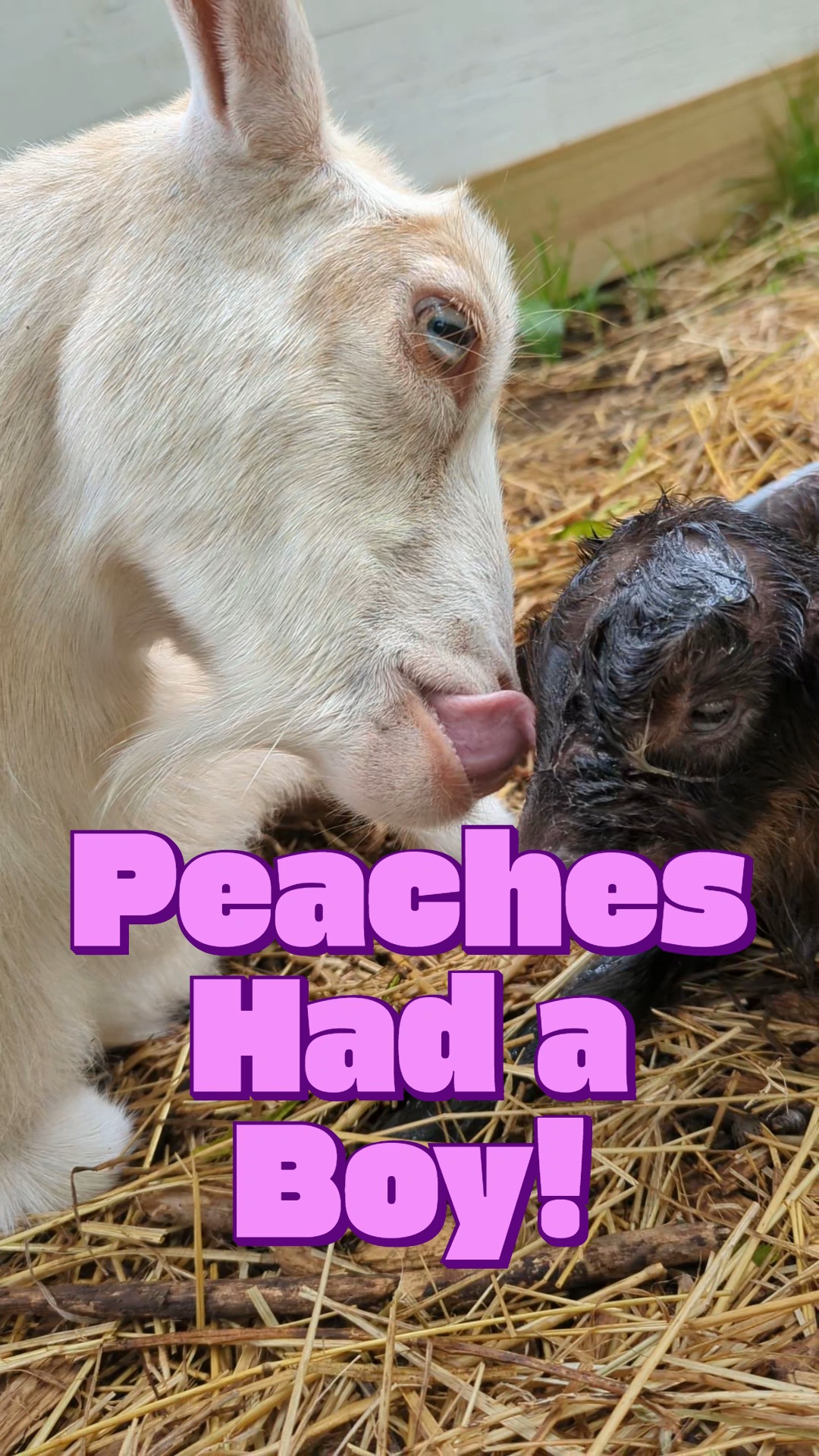 Peaches' first kid is a big boy named Phinn! Of course, Peaches had to spice up the whole experience by trying to steal her friend Cirilla's kids to stall labor a little longer... and she was maybe a bit over dramatic about delivering her kid... but she's just a character like that.
As stressful as it can be, being a mid-wife to my does is one of the best part of raising goats. I can't wait to start sharing all the cute videos I'm getting of all the new baby goats bopping around and being silly, stay tuned!
#beautifulthings #babyanimals #nigeriandwarf #farmlife #goat