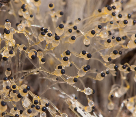 "Pilobolus Fungus" by Judith Ogus
Found the fungus on horse manure. Here's a close up.
Date: 20 April, 2019
Camera: Canon40D
Lens: 200mm macro
#mushroomphotography