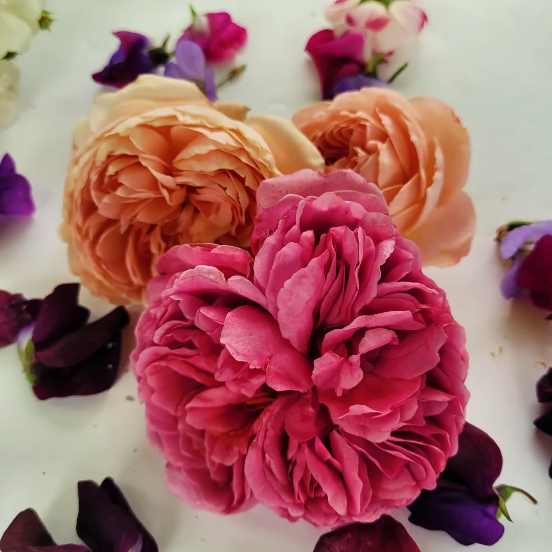 I’ve been sitting with the girls this month
watching how they take it all in.
The shifts. The quiet changes.
The remembering.
We spoke about the seasons
and how they live in the body, too.
We made flower mandalas
and offered them to the trees.
We toasted marshmallows
and shared whatever needed to be said.
It was simple.
It was magic.
It always is.
If this kind of space is something you’d like for your daughter,
La Luna Girls is now taking bookings for 2026.
There’s room. And it would be a joy to welcome you.
With love,
Daniella x
#LaLunaGirls #GirlsCircle #ComingOfAge #TweenYears #SacredRites #GrowingTogether #CreativeRitual #Belonging #YearlongJourney #HeldInNature