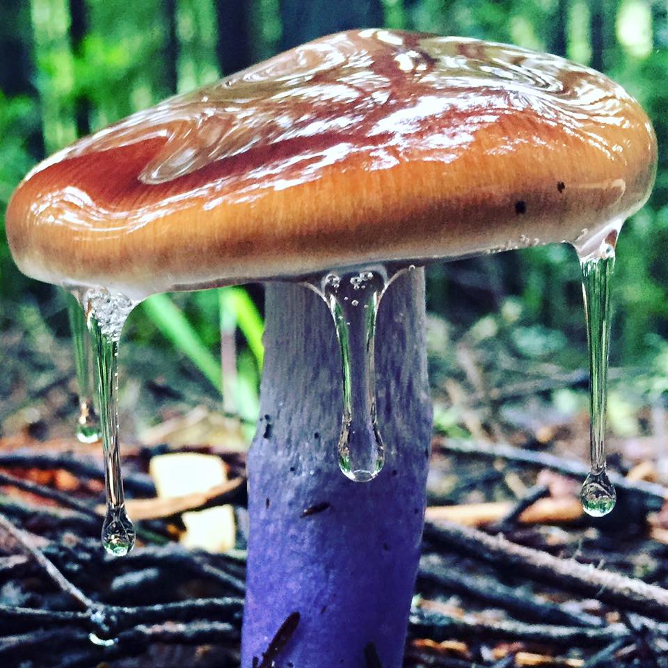 "Purple Slime" by Sam Betty
Taken by FFSC member, now living in Sonoma.
Cortinarius sp. This can be seen at Salt Point.
Date of Photo: 2016
Camera: iPhone 6
#mushroomphotography