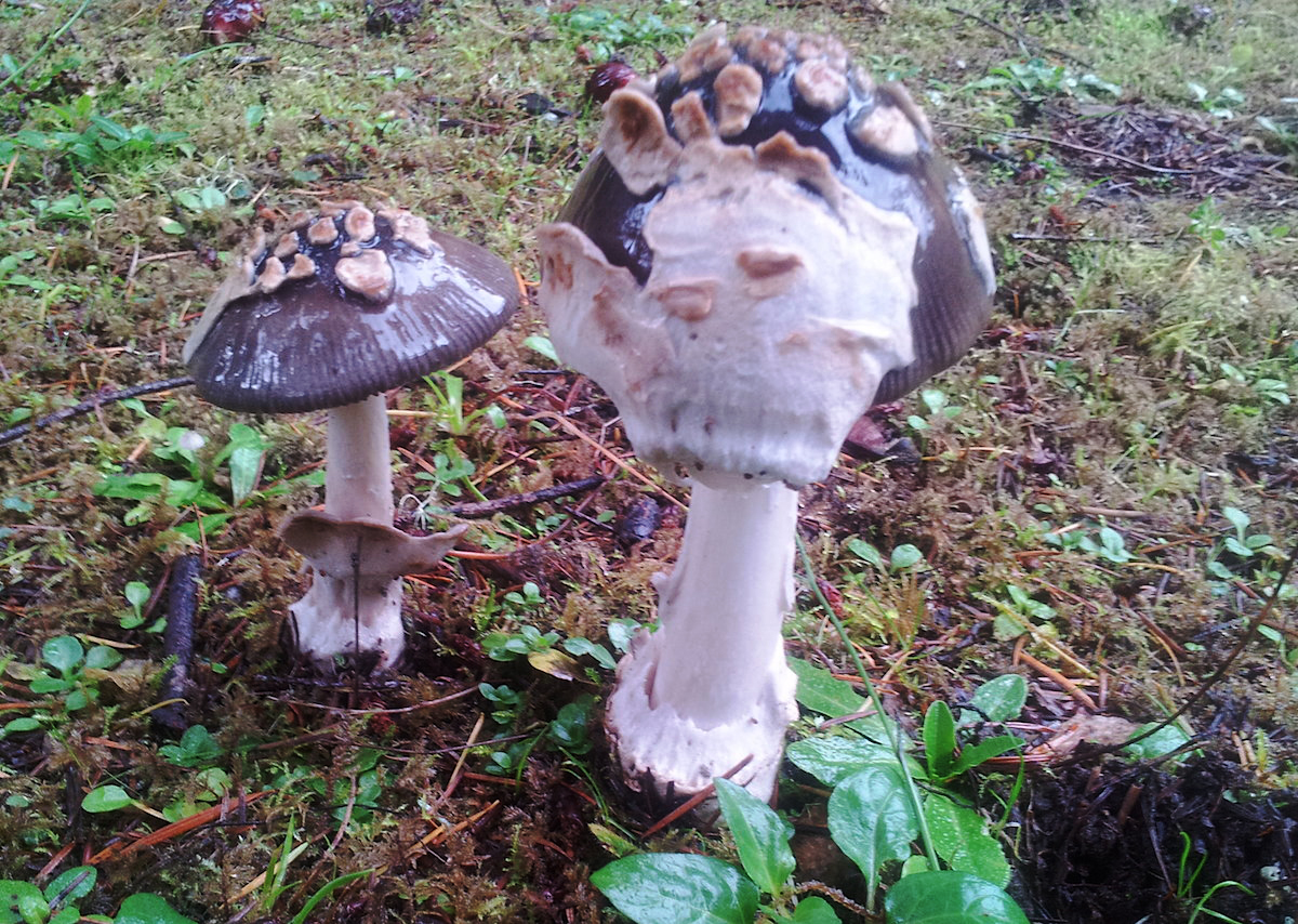 "Spooky Grisette" by Adam Ryszka
Even fungus likes to dress up for Halloween. This Amanita species, possibly Amanita contricta (grisette) has its veil resembling a skeletal hand. Thank you Adam for providing this great photo from our member up in Oregon.
Date: October 16, 2016
Camera: SAMSUNG SGH-T989
ISO Speed: 50
Exposure: 0.03 sec
Focal Length: 4 mm
Aperture: f/2.7
Flash Used: No
#mushroomphotography
