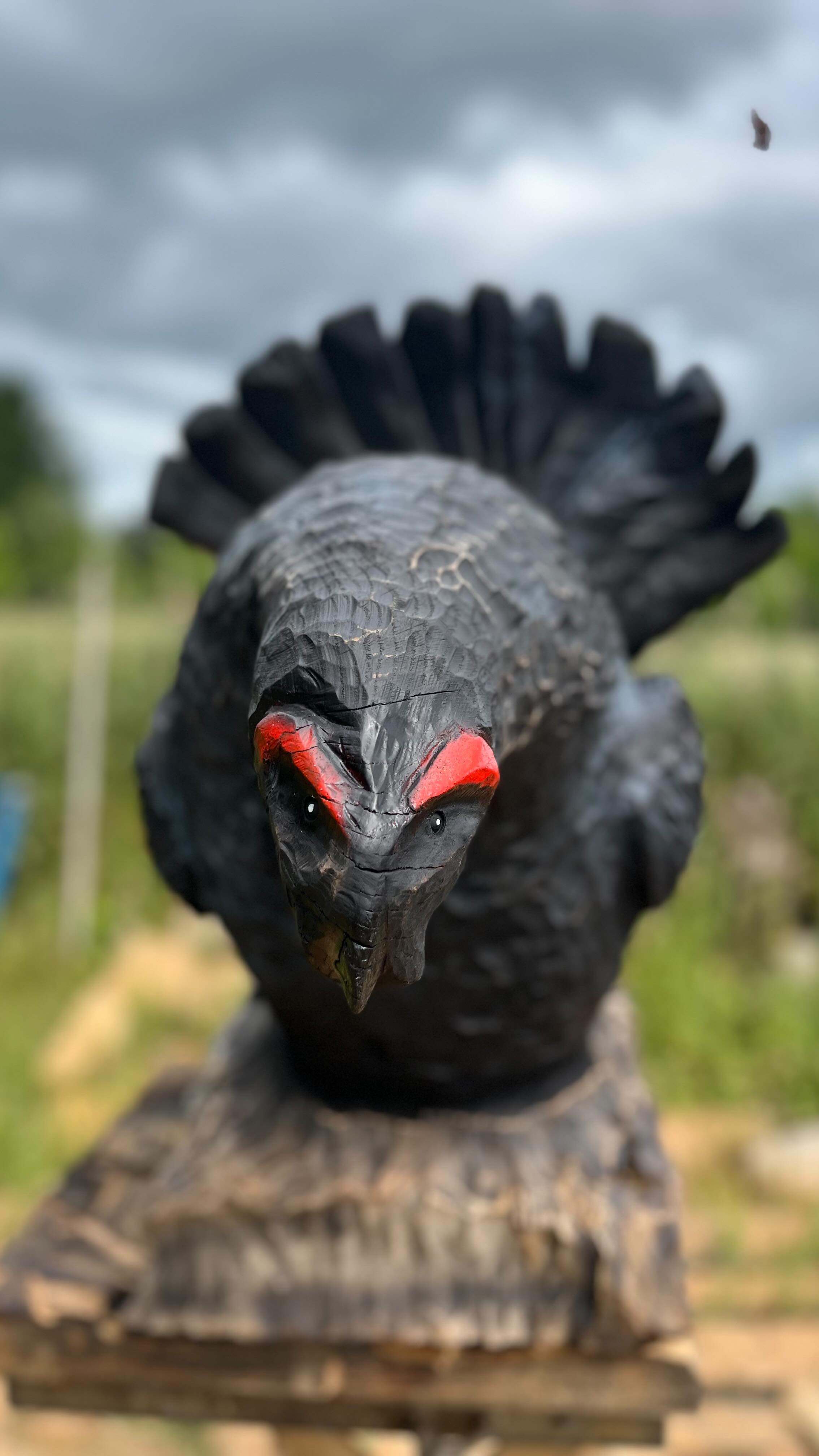 Ein balzender Birkhahn passend zu Pfingsten.😎☀️🤙🏻🤘🏻 Der Birkhahn mit dem Hüftschwung
Im tiefsten Wald von Tannengrün lebt Bert, der Birkhahn. Jeden Morgen um fünf steht er auf seiner Lieblingswurzel und macht, was kein anderer Vogel sich traut: Er tanzt. Und zwar nicht irgendeinen Tanz – Bert hat sich selbst den Birky Shake ausgedacht. Flügel raus, Kopf nach hinten, und dann schwingt er die Hüften wie ein Elvis mit Federn.
Die anderen Tiere sind sich nicht ganz sicher, ob Bert Balzverhalten zeigt oder einfach nur eine Midlife-Crisis hat. Der Dachs applaudiert höflich, das Reh filmt ihn heimlich mit einem alten Smartphone, und der Uhu rollt jedes Mal mit den Augen: „Schon wieder der Feder-John Travolta…“
Aber Bert ist das egal. Solange der Wald lebt und das Moos weich ist, wird er jeden Tag shaken – für die Liebe, für den Rhythmus, und weil er halt einfach Bock hat.😎😂