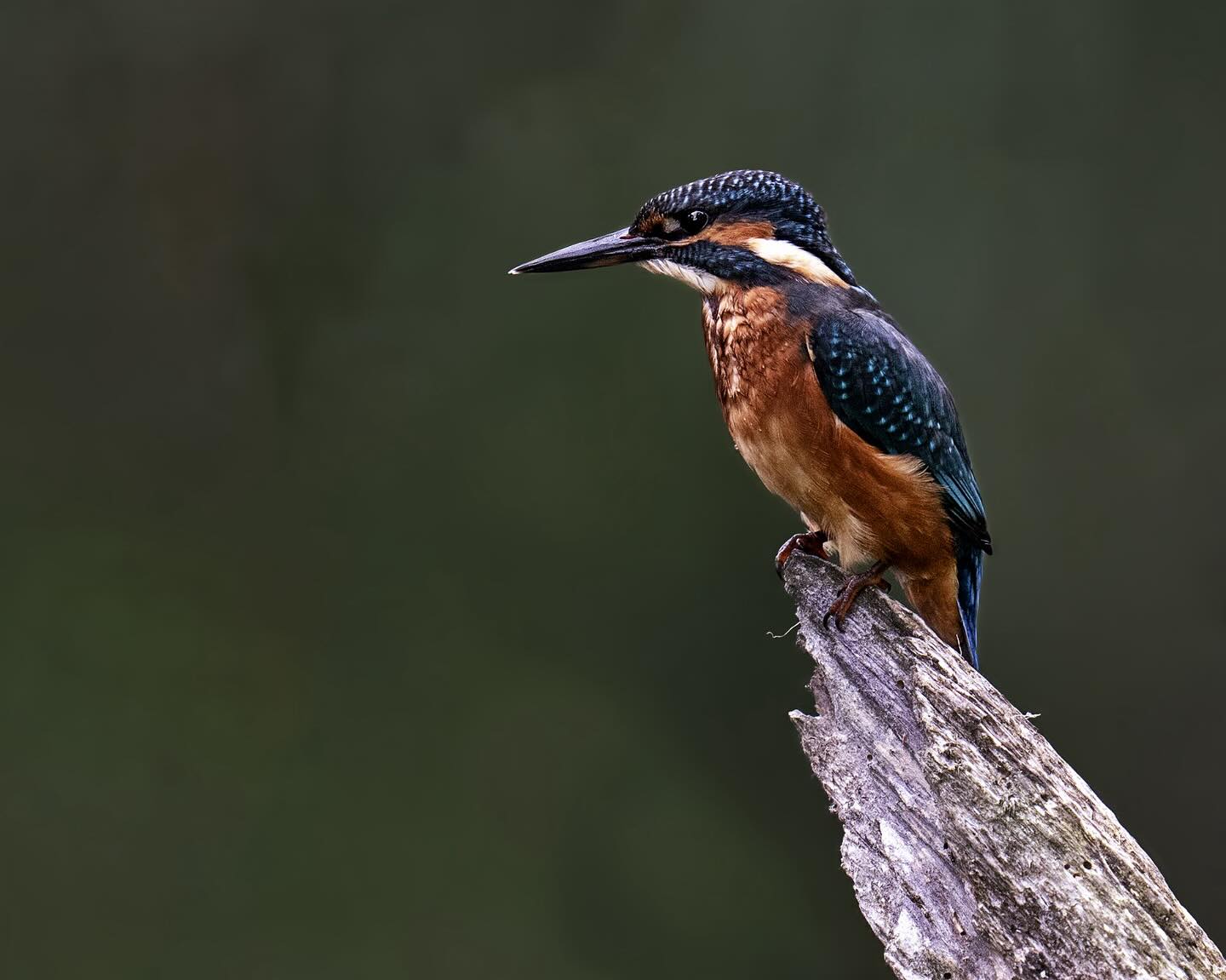No Trip to see puffins this year so went out to find a Kingfisher. Wasn’t as easy and had to wait a little longer but…… @withymead Thankyou
#kingfisher #wildlife #bird #nature #photography #photo #berkshire