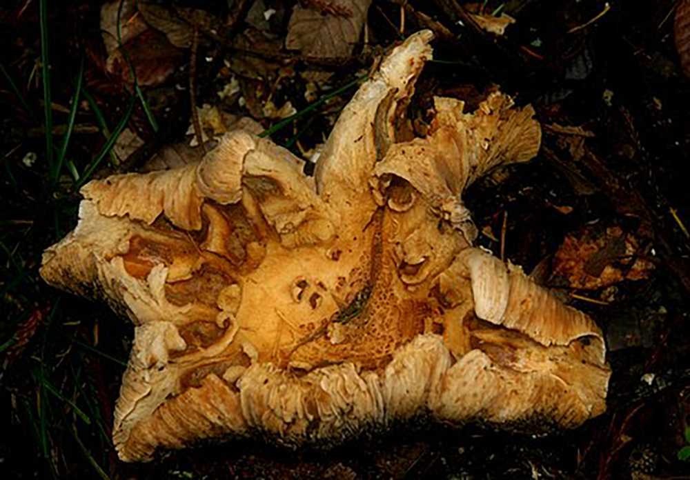 "Beauty lies in the eyes of the beholder - Plato" by Mike Slavers
"Remember how in that communion only, beholding beauty with the eye of the mind, he will be enabled to bring forth, not images of beauty, but realities (for he has hold not of an image but of a reality), and bringing forth and nourishing true virtue to become the friend of God and be immortal, if mortal man may." - Plato
I have been photographing mushrooms in the Corte Madera Park hiking area for two years.
This is photo is the first I saw and started my fascination with the life form.
The park is on Skyline Drive about half way between Hwy 92 and Woodside Road. All of the mushrooms I have photographed , I have left them as they were when I found them.
-- Mike Slavers, 2016
Camera: Canon Canon EOS DIGITAL REBEL
ISO Speed: 100
Exposure: 0.02 sec
Focal Length: 73 mm
Aperture: f/5.6
Flash Used: Yes
#mushroomphotography