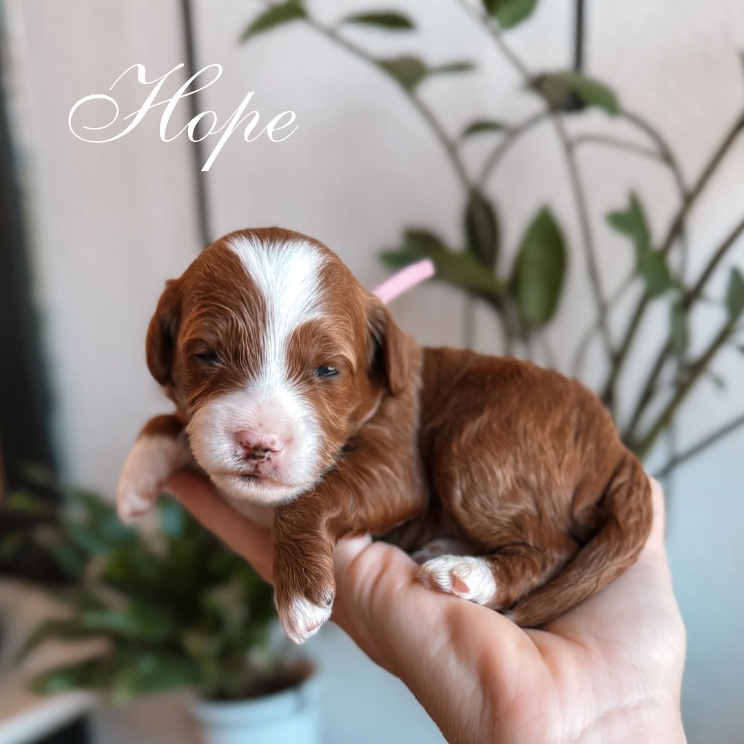Introducing our Virtue litter ✝️
🩷 Hope
💜 Faith
💛 Serenity
These three little angels turned two weeks old on Wednesday.
Here’s what’s happening during this exciting stage of development:
👀 Eyes Are Opening – Those tiny peepers are starting to open, letting them get their first blurry glimpse of the world. Vision is still developing, but it’s a big moment!
👂 Ears Unfolding – Their ears are starting to open up too, so they’re beginning to respond to sounds. Get ready for head tilts and curious looks soon!
🦴 Stronger Bodies – They’re becoming more active! Wobbly crawling is turning into slightly steadier scooting as their muscles strengthen.
❤️ Bonding Time – They’re starting to recognize mom’s scent and even the touch of their humans. Early socialization (gentle and minimal) helps build trust!
📏 Rapid Growth – Expect a noticeable weight gain—healthy pups will usually double their birth weight by now.
Every little wiggle and blink is a big deal. Watching these pups grow is such a joy! 🐾💕
#PuppyMilestones #2WeekOldPuppies #NewbornPuppyLove #RaisingPuppies #PuppyDevelopment #DogMomLife