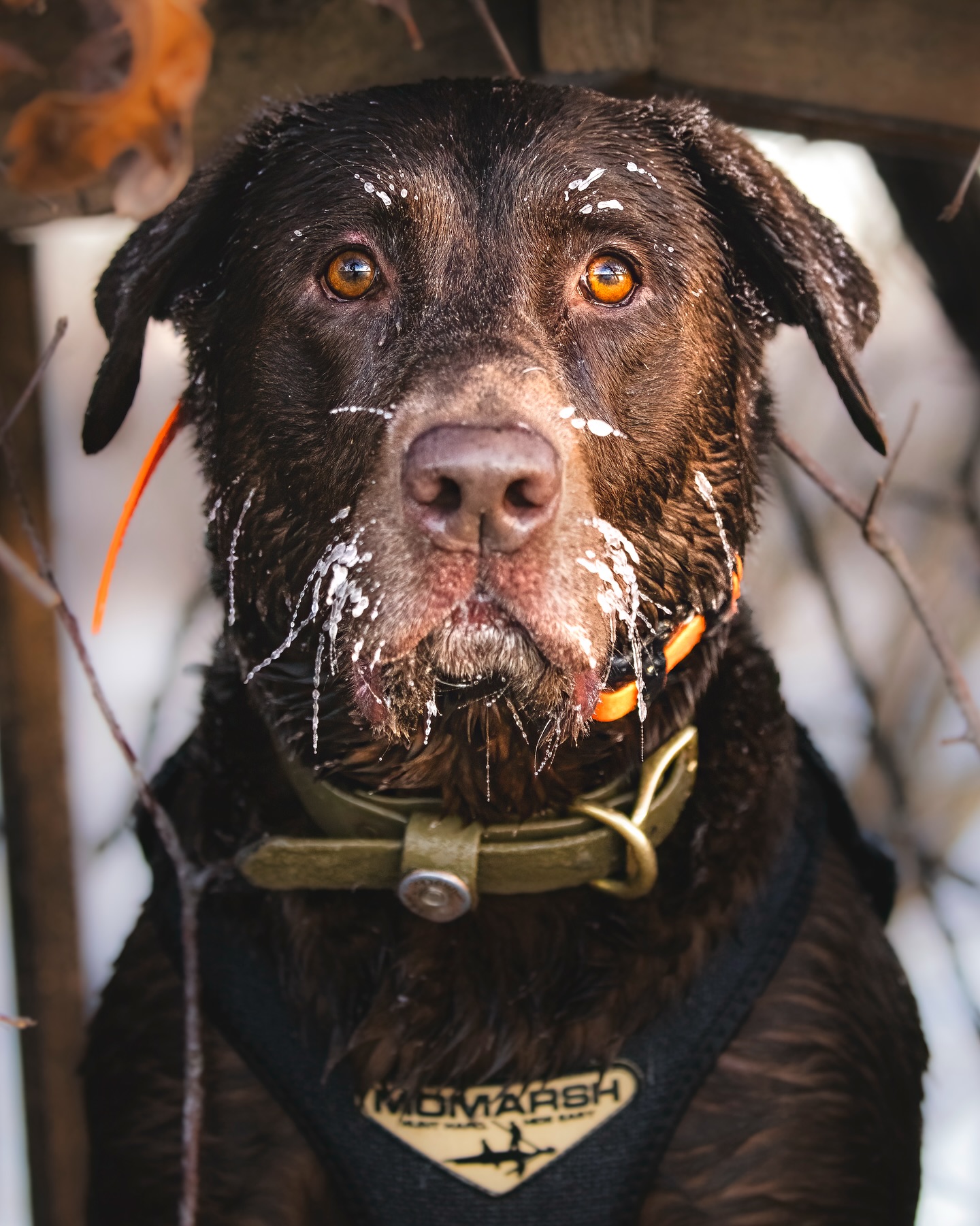 I would take freezing temps and a great gundog in a duck blind right now. Duck season can’t come soon enough. “Cash” staying focused despite the cold.
#gundogs #gundoghunting #duckhuntingdog #purinaproplan #purinadog #duckdog #gundogoutdoors #overandunder #frozenwhiskers #gundogphotography #gundogphotographer #huntingphotography #huntingphotographer #darbyswarriorsupport