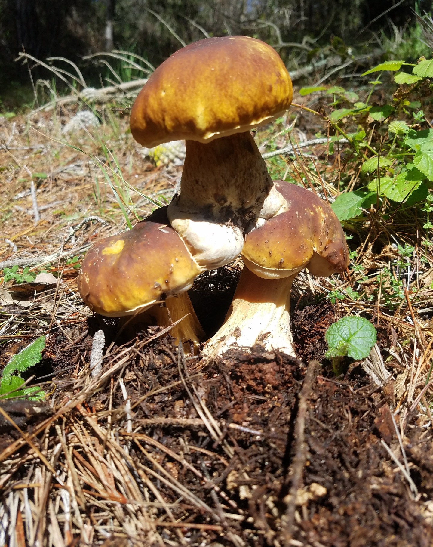 "TriCini" by Paul Lazazzera
I (Paul Lazazzera) took this photo on April 8th 2018 in Watsonville California among some pine trees. I call this image "TriCini" for obvious reasons and it is to this date the most unique specimen of this species I have found. I harvested it to eat and gain its special powers! I hope you enjoy it as well.
Date: April 08, 2018
Camera: samsung SM-G935T
ISO Speed: 50
Exposure: 0.00 sec
Focal Length: 4 mm
Aperture: f/1.7
Flash Used: No
#mushroomphotography
@enterthefoodchain