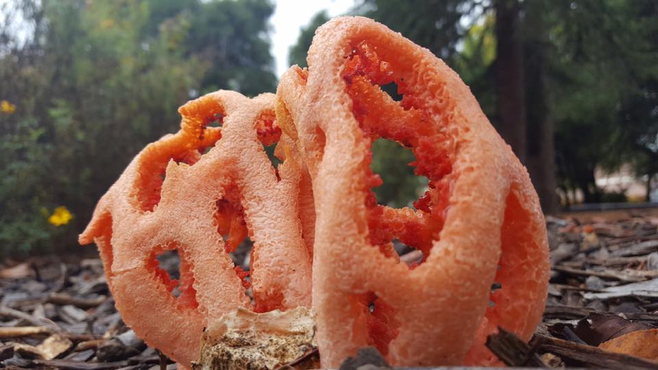 "Clathrus ruber", shared by Anne Elvin
It is nice to know that although my family is not quite excited about mushrooms as I am; I have made a difference where when they see an interesting fungus, they let me know.
Texted to me from a Palo Alto Elementary School.
Photo dated 2016
#mushroomphotography
