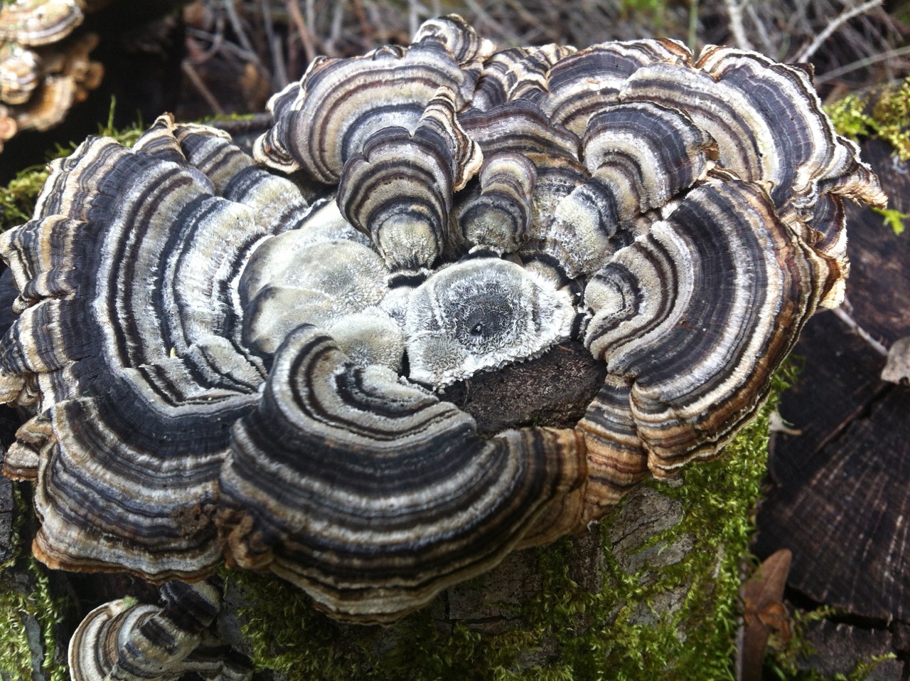 "The Turkey Tail" by Meryl Wilsker
Found at Rancho San Antonio Park in Los Altos, California. This particular Turkey Tail was approximately 6-7 inches across sitting on the very top of a tree stump/log with smaller Turkey Tails up and down the trunk.
Date of Photo: 2017
Camera: iPhone 4
Learn more about Trametes versicolor: The Turkey Tail
http://www.mushroomexpert.com/trametes_versicolor.html
http://www.mykoweb.com/CAF/species/Trametes_versicolor.html
http://botit.botany.wisc.edu/toms_fungi/aug97.html
#mushroomphotography