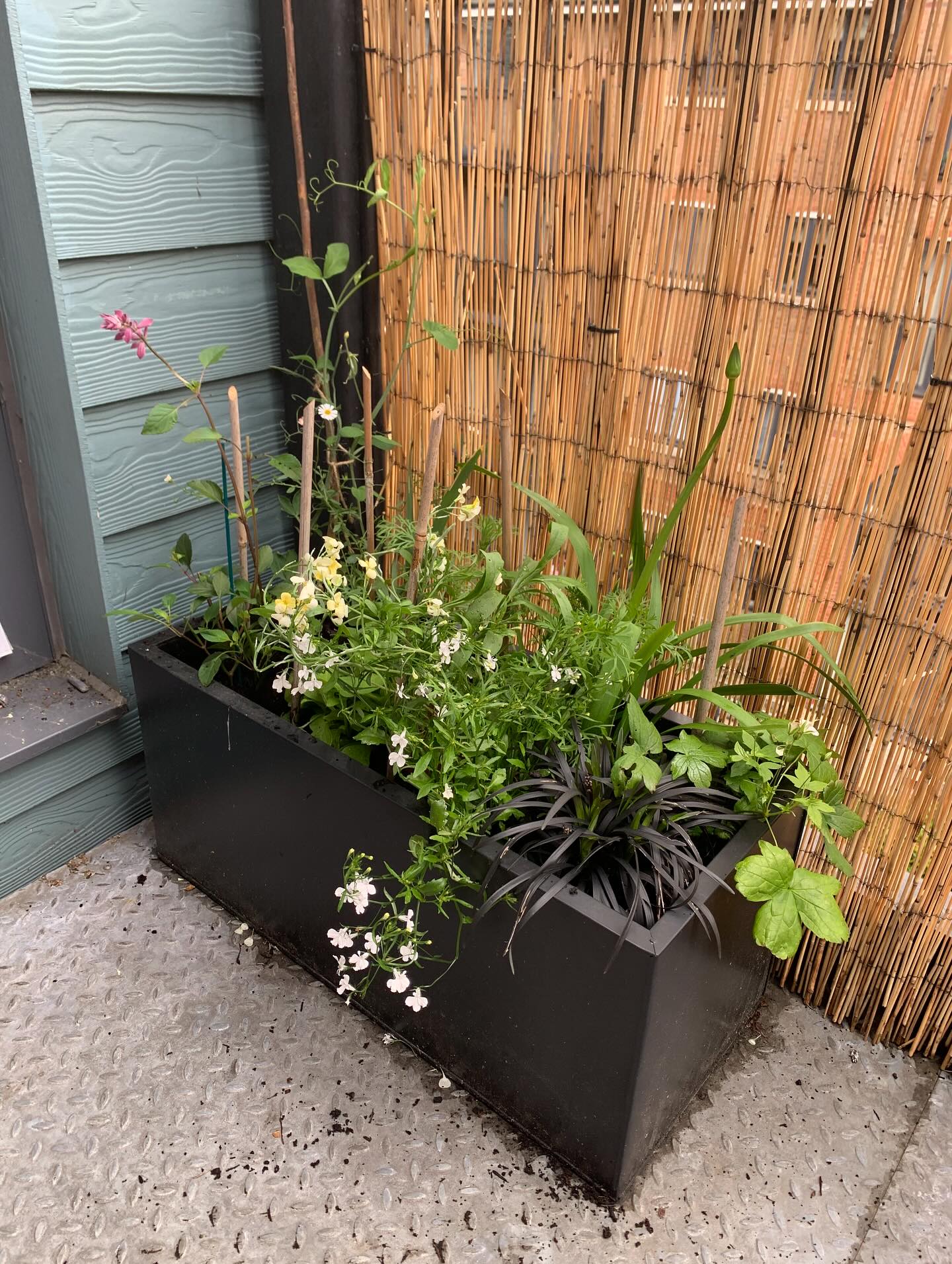 Balcony planter
#highamwoodgardens #gardenertonbridge #gardeningtonbridge #plantloversofinstagram #pollinatorgarden #gardening #gardensofinstagram #englishgardens #beefriendly #plantlife #gardenborder #garden #flowers #gardenideas