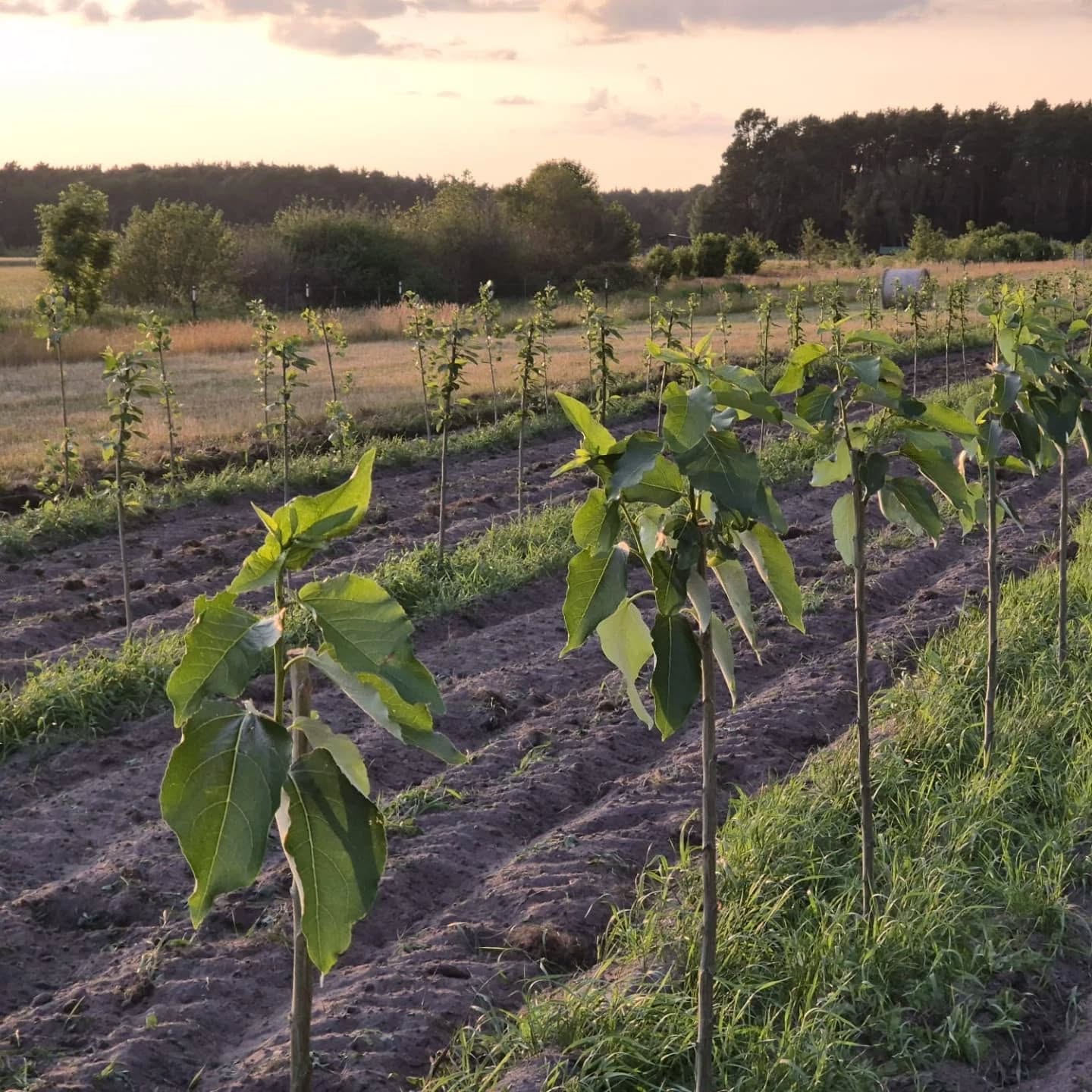 🌱 6 Wochen nach Pflanzung sind auch die Pappeln in unserem #Agroforstsystem auf dem @biohofturnow alle gut angewachsen. Anfang Mai haben wir dort ein Klimaschutzprojekt mit 4.750 Bäumen realisiert 🌳
🍃 Die Pappeln wurden auf den Weideflächen des Betriebs gepflanzt. Neben der Klimaschutzfunktion durch CO₂ Bindung bieten die Bäume den Rindern zukünftig Schutz vor direkter Sonneneinstrahlung.
🌳 4.750 schnellwachsende Pappeln
🌳 16,8 Hektar Agroforstsystem
🌳 34 Tonnen CO₂Bindung pro Jahr
🌳 720 Tonnen CO₂ Bindung über die gesamte Projektlaufzeit
🤝 Finanziert wird das Klimaschutzprojekt auf dem Biohof Turnow durch Spenden oder den Erwerb von Klimaschutzleistungen - jeder Betrag hilft, die Agroforstsysteme zu finanzieren und somit schnell und langfristig CO₂ zu binden.
👉 Link in Bio
#agroforst #agroforstsysteme #co2 #klimaschutz #umweltschutz #biodiversität #klimawandel #naturschutz #vivocarbon #regenerativelandwirtschaft #agroforestry #agroforestrysystems #biodiversity #carbonremoval
@defaf_ev @lignovis