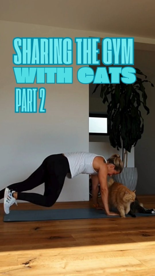 #gymmotivation #catscatscats #workoutoftheday #gybuddy #veganfitness