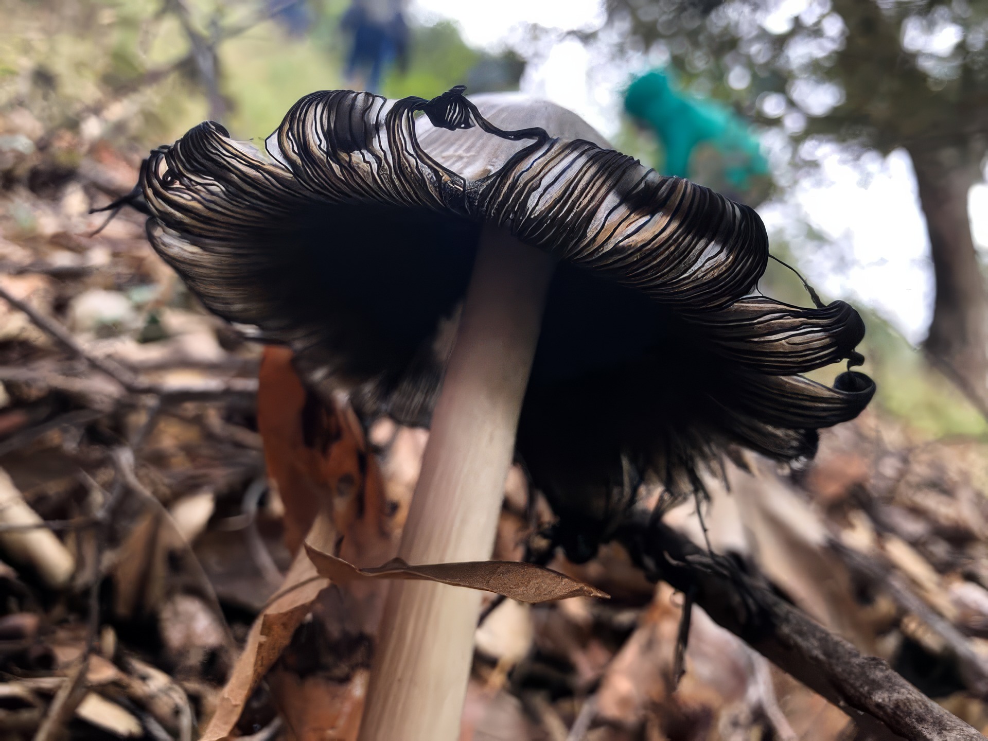 "Inky Cap" by Stephanie Tucker
This fragile beauty was found in Santa Clarita, in SoCal.
Date of Photo: 2019
#mushroomphotography
#photoofthemonth