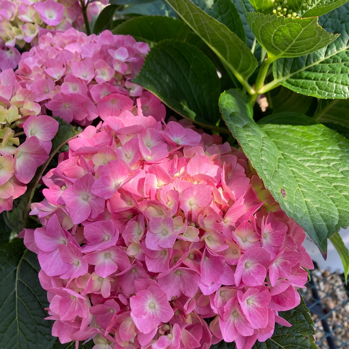 @provenwinners Let’s Dance Blue Jangles Hydrangea…it’s like a pH reveal for your soil. Flowers bloom blue in acidic soil and pink in alkaline soil. What color will yours bloom?
#roundtreefarmgreenhouse #provenwinners #hydrangea bloom