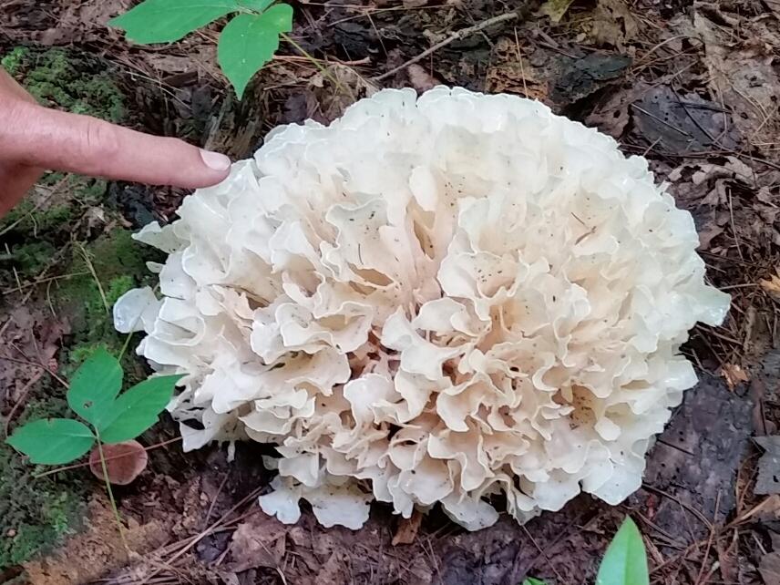 "Sparassis americana in North Carolina" by Judy and Bobb Lipp
Roaming the East Coast in our RV. Pretty dry out here until we went into the Pisgah National Forest near the North Carolina Arboretum. It's practically a rain forest there. Must have seen over 50 species without looking hard and literally thousands of mushrooms. It was hard to ever be out of sight of at least 5 species at a time. Fun to see so many different species that are different or uncommon to the West Coast. Used the Audubon Guide on my iPhone and kept popping up familiar names on the photos such as Debbie Viess and Noah Siegel. Thanks guys and thanks to David Rust.
Date of Photo: Approx 2016
More info about this species at https://namyco.org/publications/mcilvainea-journal-of-american-amateur-mycology/cauliflower-tales/
#mushroomphotography