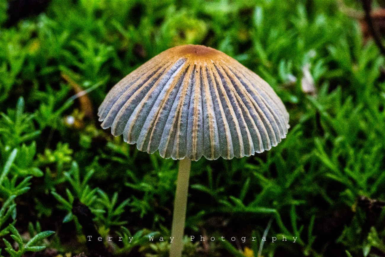 "Coprinopsis lagopus group" by Terry Way
This beautiful mushroom was found in Terry's backyard. Phil Carpenter pegs it as being in the Coprinopsis lagopus group. One of the Inky Caps, this exquisite and evanescent member of the Psathyrellaceae family is a feast for the eyes. Not for the table, though: this tiny mushroom is considered inedible.
Date: September 29, 2014
Camera: Canon Canon EOS 5D Mark III
ISO Speed: 10000
Exposure: 0.00 sec
Focal Length: 100 mm
Aperture: f/22.0
Flash Used: No
#mushroomphotography
@terrywayphoto