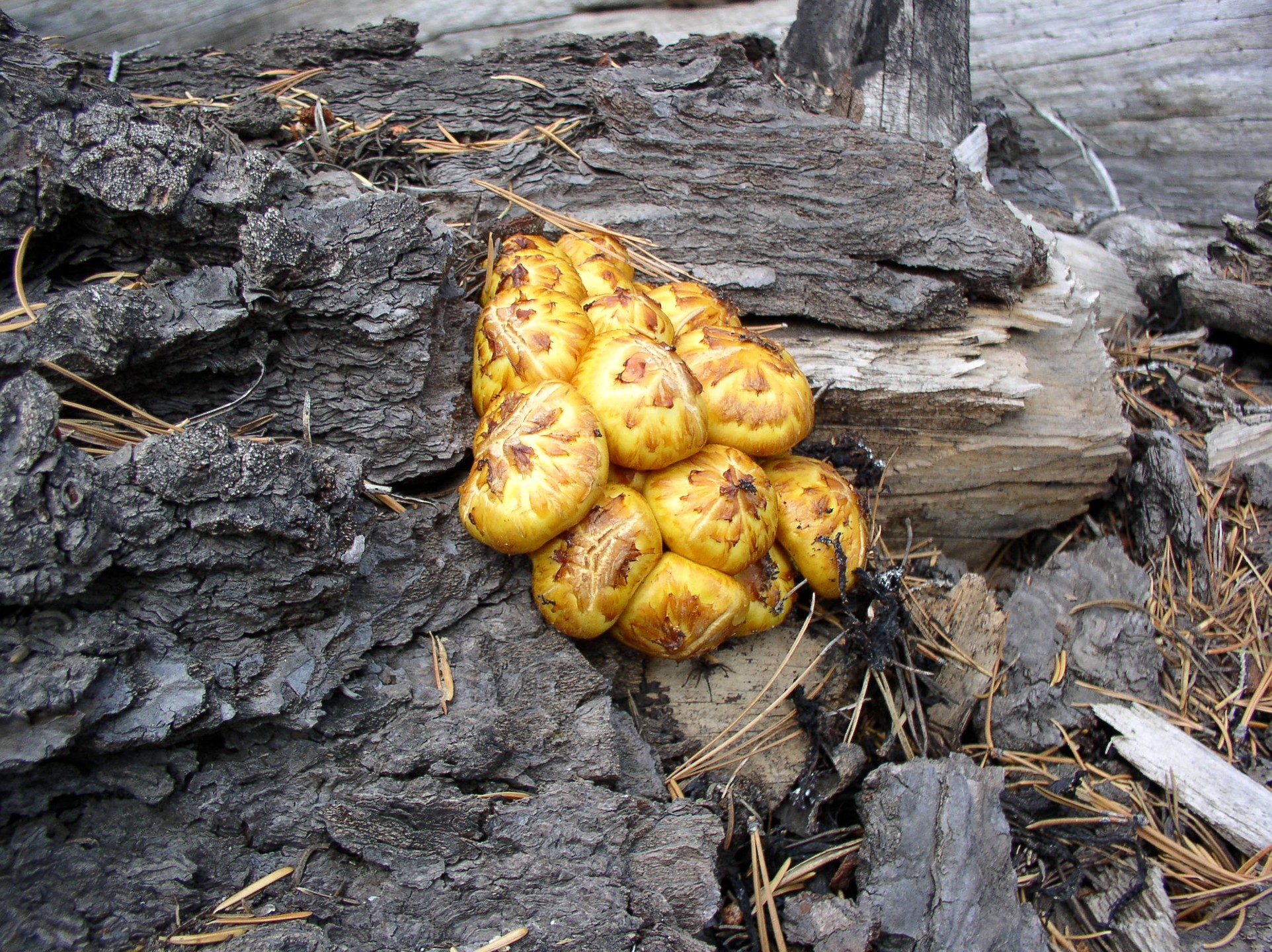 "Golden Pholiota " by Steve Olson
"I found 2 separate fruitings of this "unknown to me" variety. I feel like I should know what this is but can't come up with it. I'll be bummed if it happens to be a tasty edible!"
--Steve Olson, Photographer
"It's a Pholiota, in the aurivella group."
--Phil Carpenter, FFSC Science Advisor
Mushrooms Demystified by David Arora says that as far as eating goes, it is to be avoided.
Date: September 19, 2014
Camera: OLYMPUS OPTICAL CO.,LTD C4100Z,C4000Z
ISO Speed: 100
Exposure: 0.01 sec
Focal Length: 7 mm
Aperture: f/2.8
Flash Used: No
#mushroomphotography