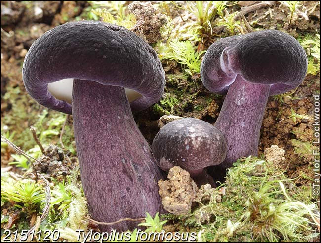 "Tylopilus formosus" by Taylor F. Lockwood
Date of photo: 18 October, 2015
#mushroomphotography
https://www.facebook.com/taylor.f.lockwood