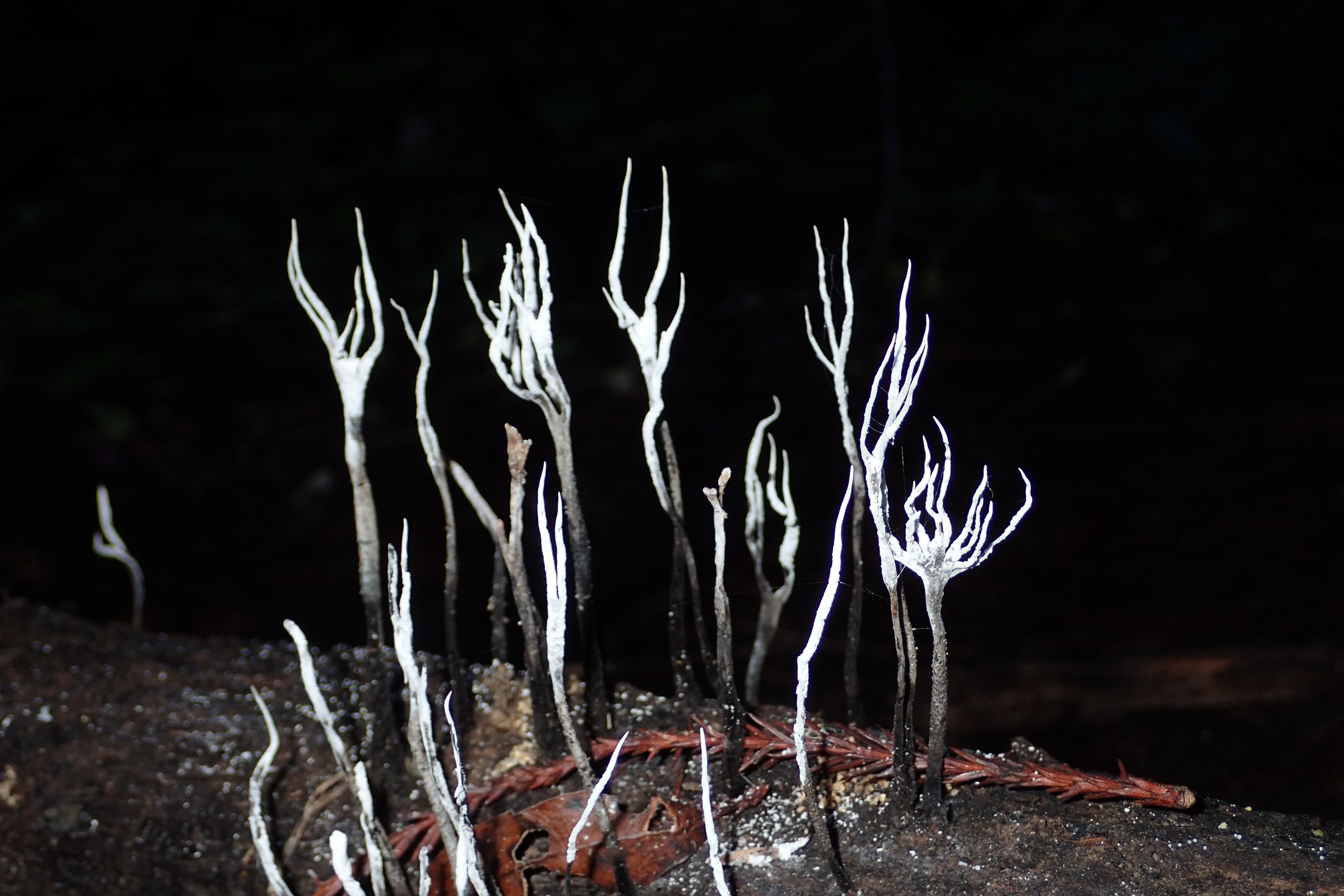 "Avoid the Forest After Dark" by Dan Tischler
With Halloween just around the corner, be extra careful when you go into the forest at night.
(Originally posted to ffsc.us in October, 2022)
Date: January 19, 2022
Camera: OLYMPUS CORPORATION TG-4
ISO Speed: 100
Exposure: 0.02 sec
Focal Length: 10 mm
Aperture: f/3.5
Flash Used: Yes
#mushroomphotography
@dotischler