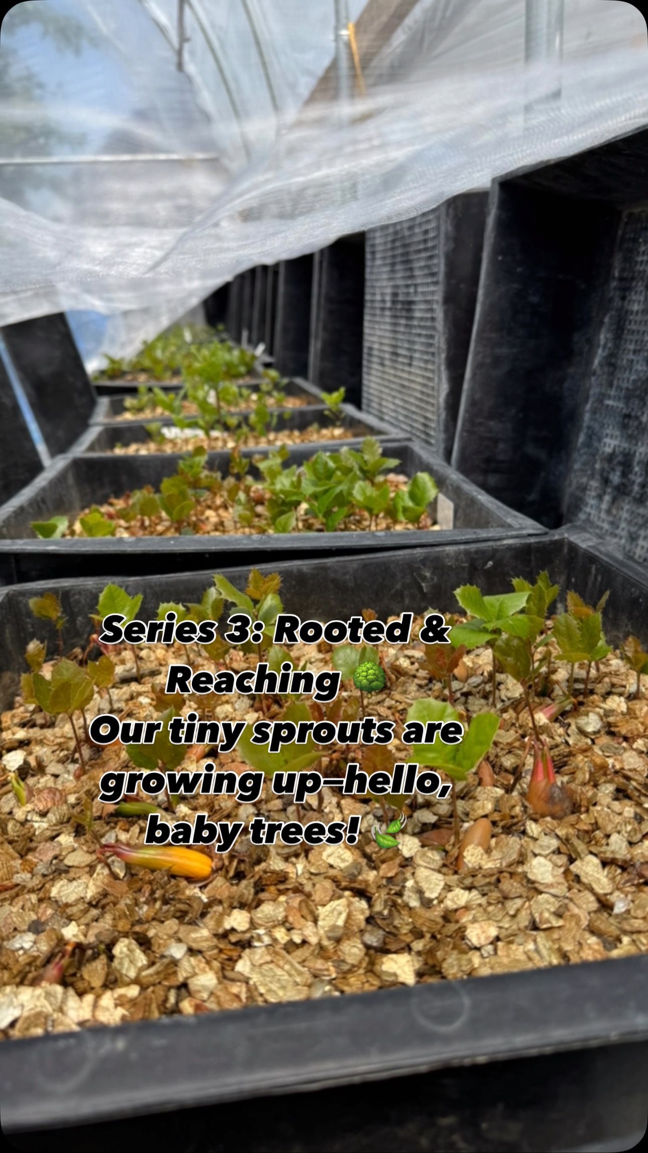 Series 3: Rooted & Reaching 🌳
Our tiny sprouts are growing up—hello, baby trees! 🍃
Stronger stems, fuller leaves, and roots digging deep. This stage is all about patience, care, and quiet determination.
Each sapling is one step closer to becoming a truffle-producing tree 🤎✨
We’re building the foundation of a future orchard—thank you for growing with us!
#alpinetruffle #alpinetruffleorchard #truffletrees #growtruffles #greenhouse #spring #treeoflife #tree #inoculatedtrees #truffletrees #babytree #fromseedtotruffle #trufflefarming #growingstrong #SaplingStage #farmjourney #truffleorchard #rootedandreaching #followourfarm
