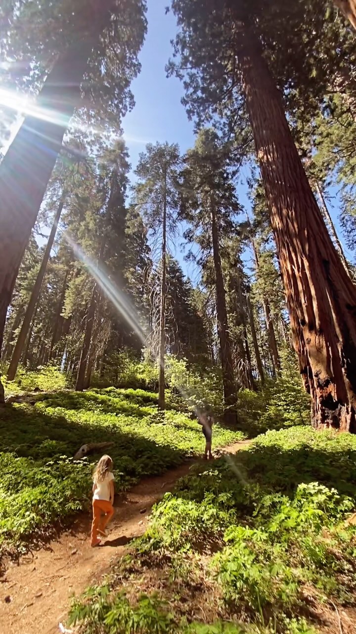 Come with us and explore the texture of the forest; and let it meld with the texture of you 🌲❤️
#optoutside #yogaretreat #ecotourism #sequoia #sequoianationalpark #findyourpark #mountainlodge #sustainabletravel #threeriversca #texture #trees #sequoias #takecare