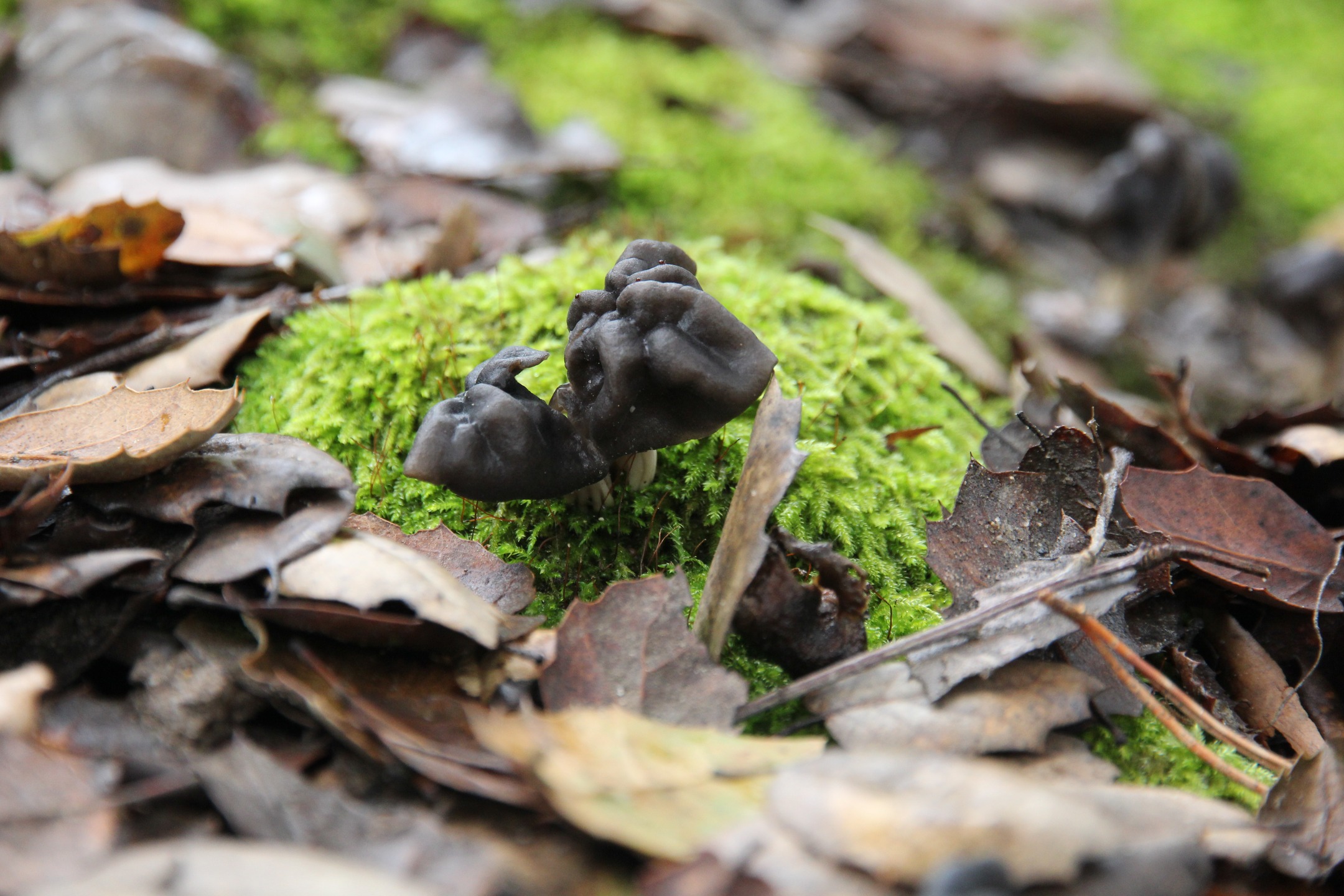 "I took a Walk" by Kaye Peyron
Helvella lacunosa: Found in Watsonville, CA. During this time of year it was rainy and cold. At first we almost missed it because it was under all these leaves. We did not collect this baby elfin for it needed more time to grow before consideration of collecting.
Date: March 01, 2019
Camera: Canon Canon EOS 60D
ISO Speed: 1000
Exposure: 0.01 sec
Focal Length: 85 mm
Aperture: f/5.6
Flash Used: No
#mushroomphotography