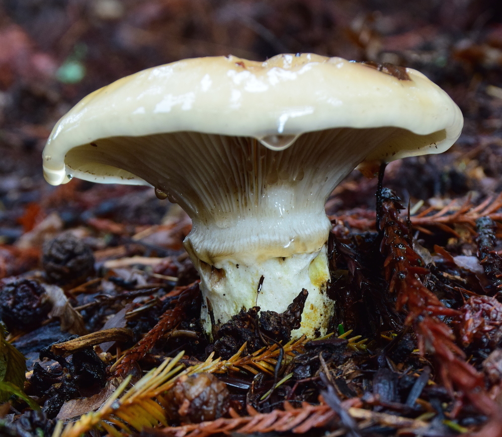 "Gomphidius in the Rain" by Jim Austin
Date: December 06, 2014
Camera: NIKON CORPORATION NIKON D5300
ISO Speed: 1000
Exposure: 0.02 sec
Focal Length: 48 mm
Aperture: f/10.0
Flash Used: No
#mushroomphotography