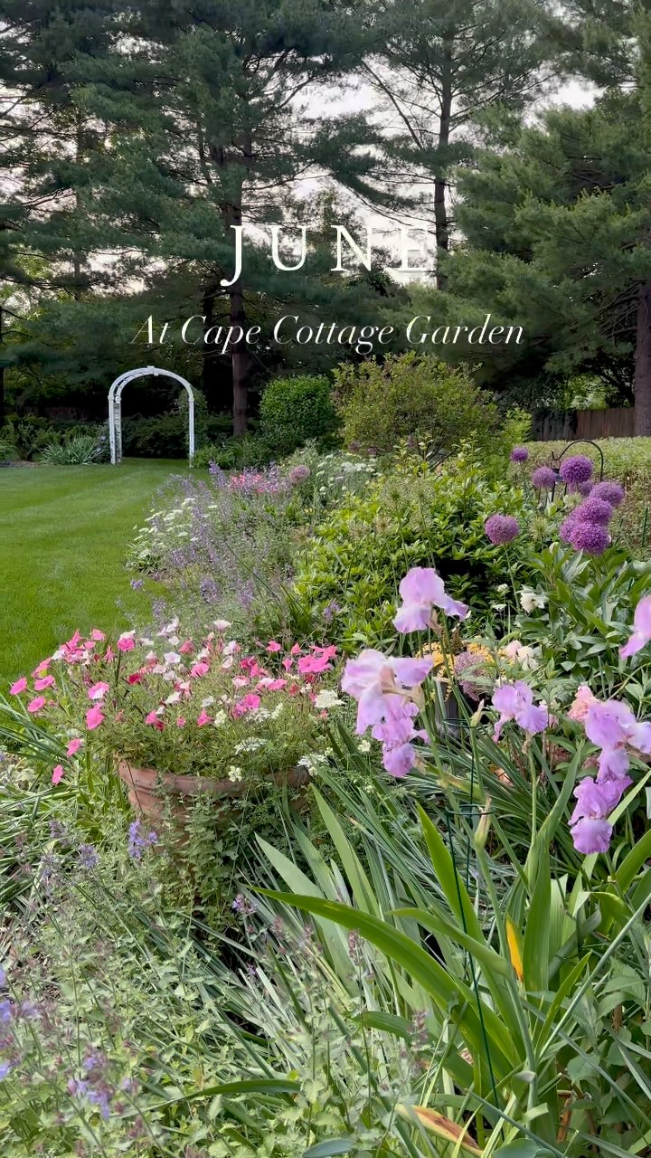 June views.
-Cape Cottage Garden, Zone 7a, New Jersey, USA.
#Finegardening,#perennialgardens #countrygardens #gardengatemagazine #thecottagejournal #unbelievablegardens #homeandgarden #thehappygardeninglife #gardendesign #romanticgardendreams #countrygarden #gardenplanning #gardengreatorsmall #betterhomesandgardens #thegardeningspirit #gardenanswer #njgardening #bhggarden#cottagegardens #flowerlovers #gardensofinstagram